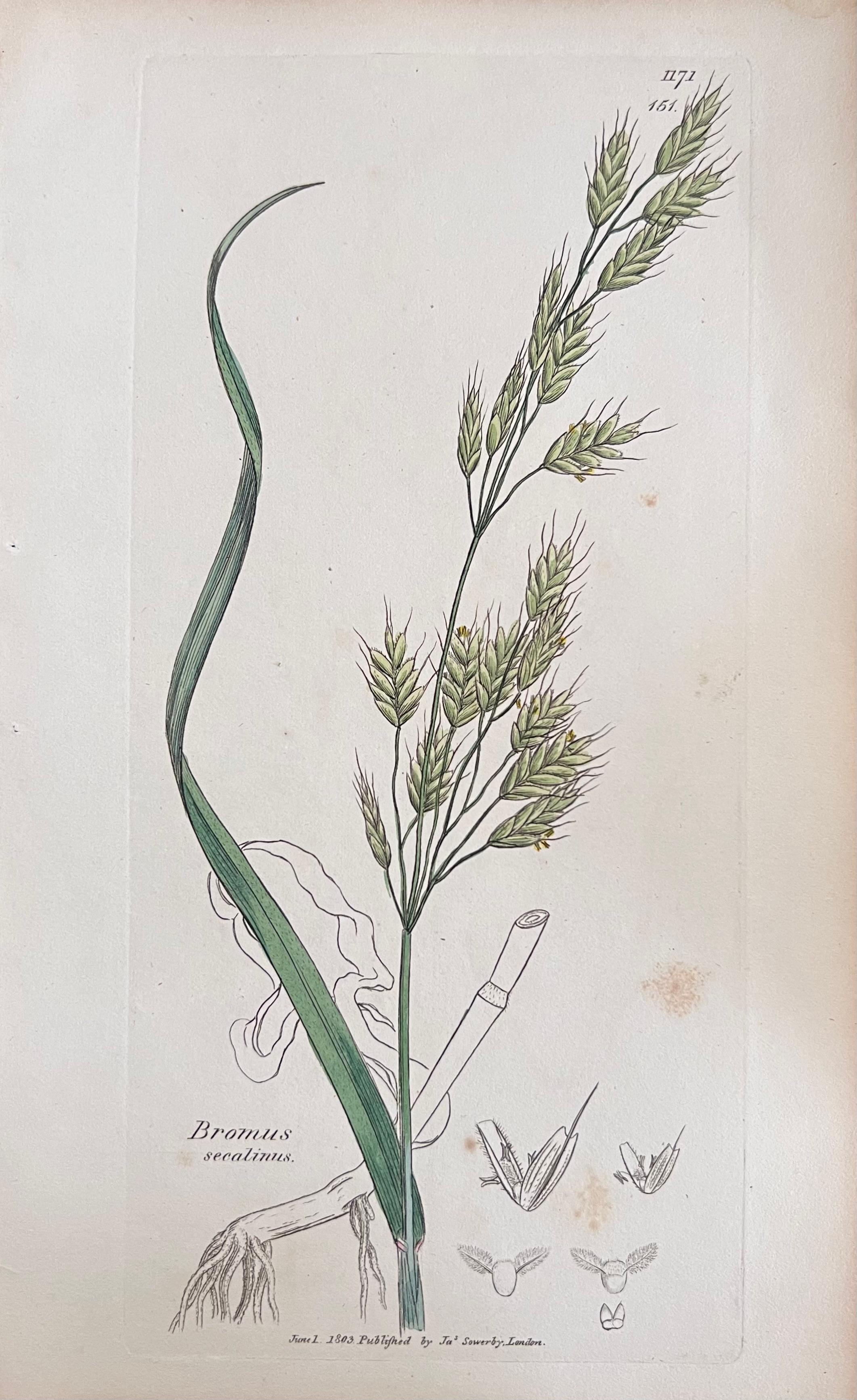 Conjunto de seis finos grabados botánicos británicos antiguos coloreados a mano, alrededor de 1900 en venta 1