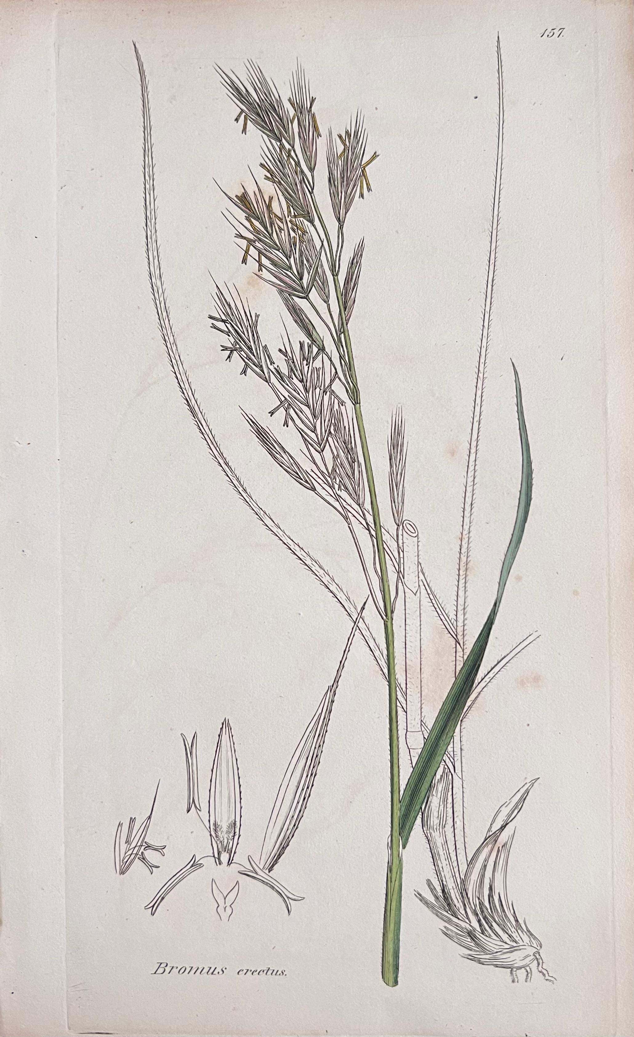 Conjunto de seis finos grabados botánicos británicos antiguos coloreados a mano, alrededor de 1900 en venta 1