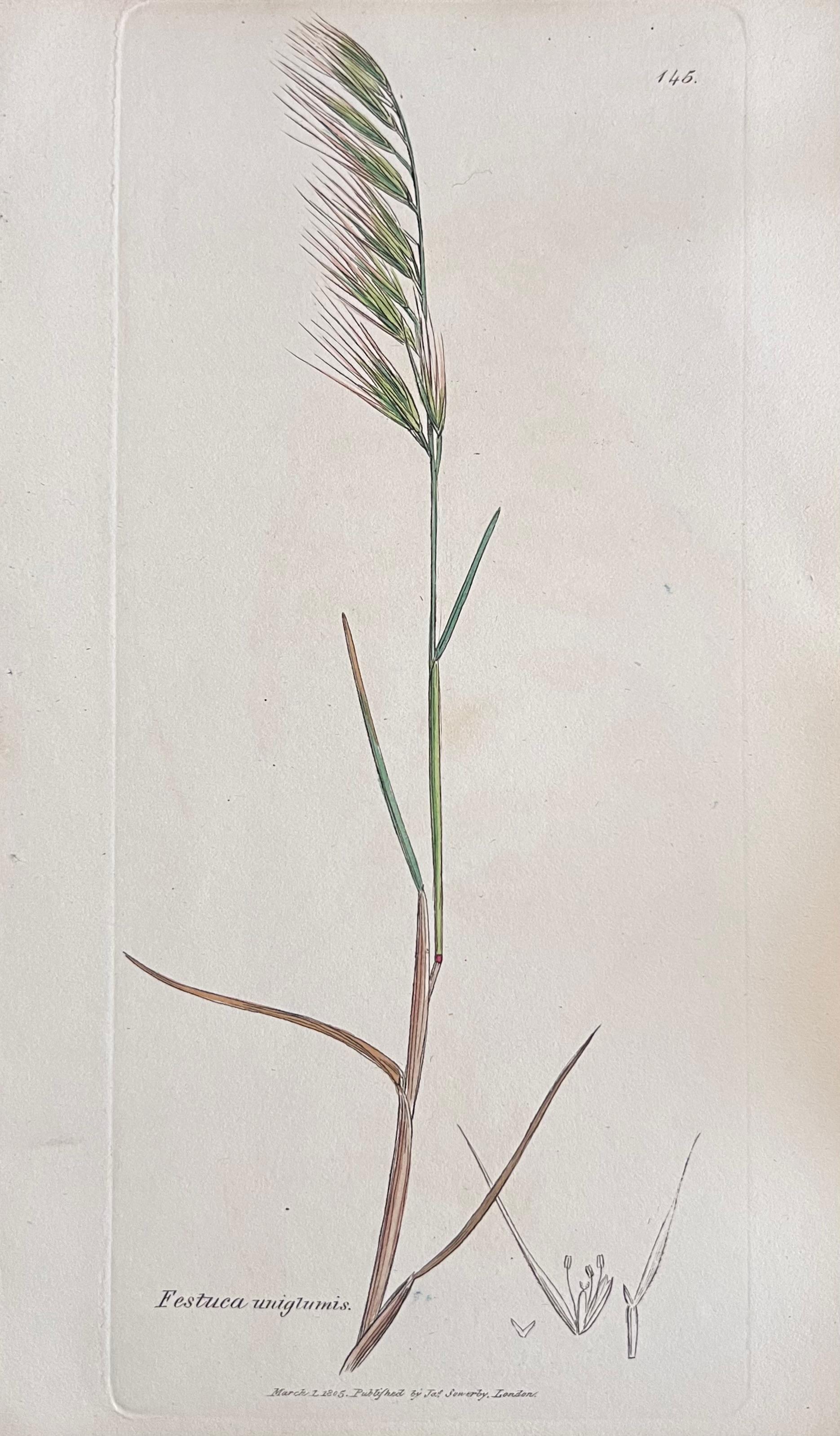 Conjunto de seis finos grabados botánicos británicos antiguos coloreados a mano, alrededor de 1900 - Still-Life Print Gris de Unknown