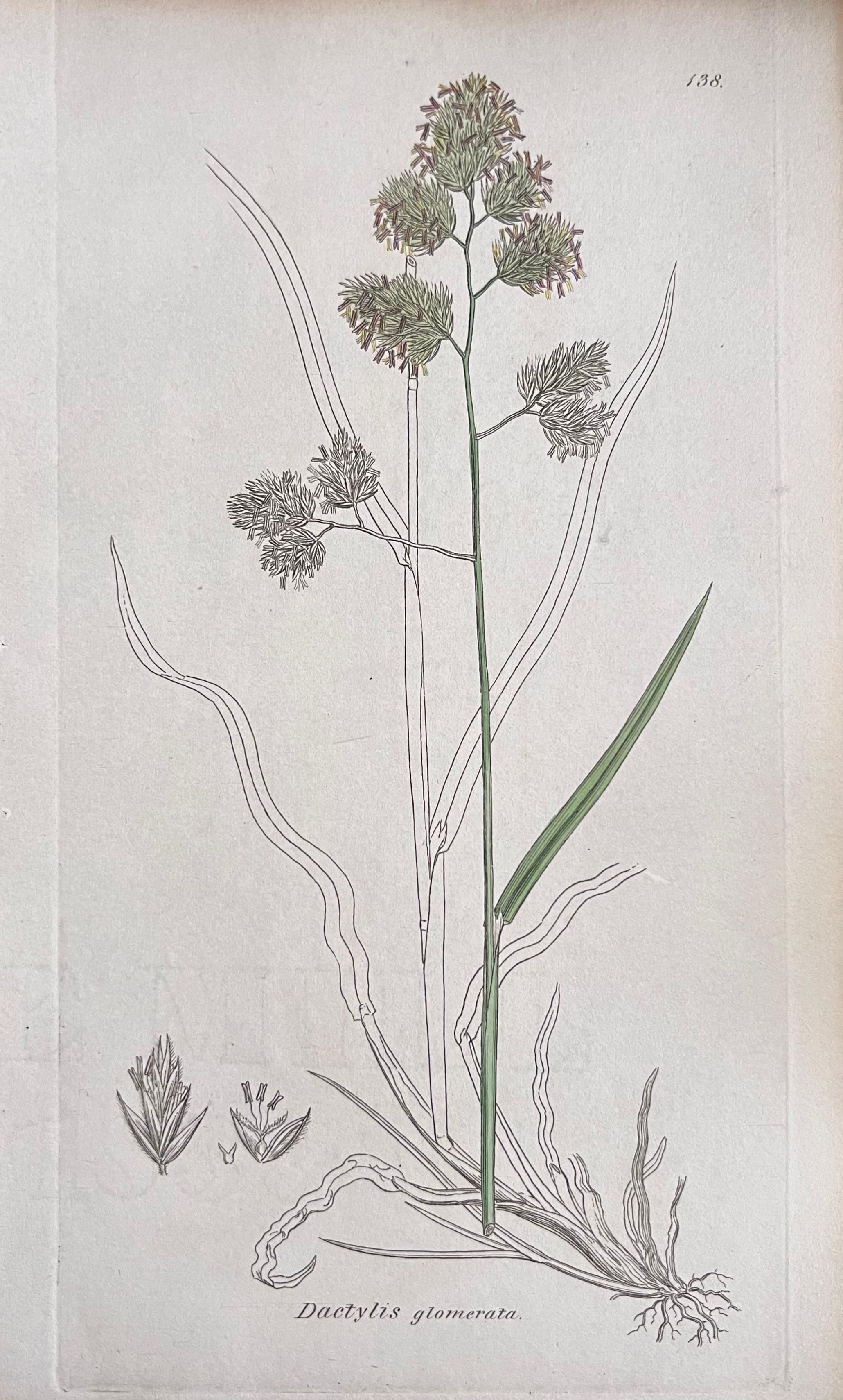 Conjunto de seis finos grabados botánicos británicos antiguos coloreados a mano, alrededor de 1900 en venta 1