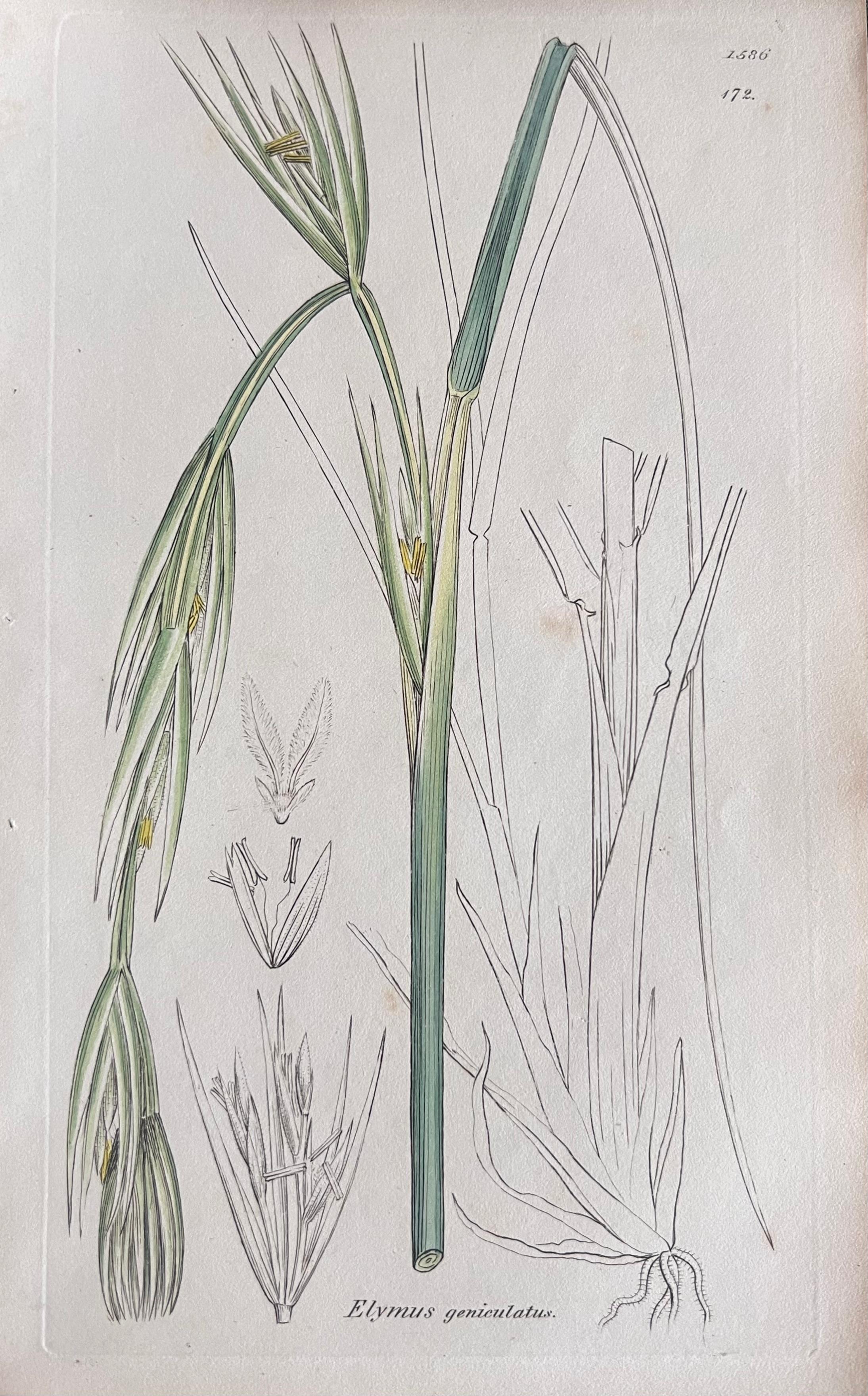Set of Six Fine Antique British Hand Coloured Botanical Prints, circa 1900's en vente 1