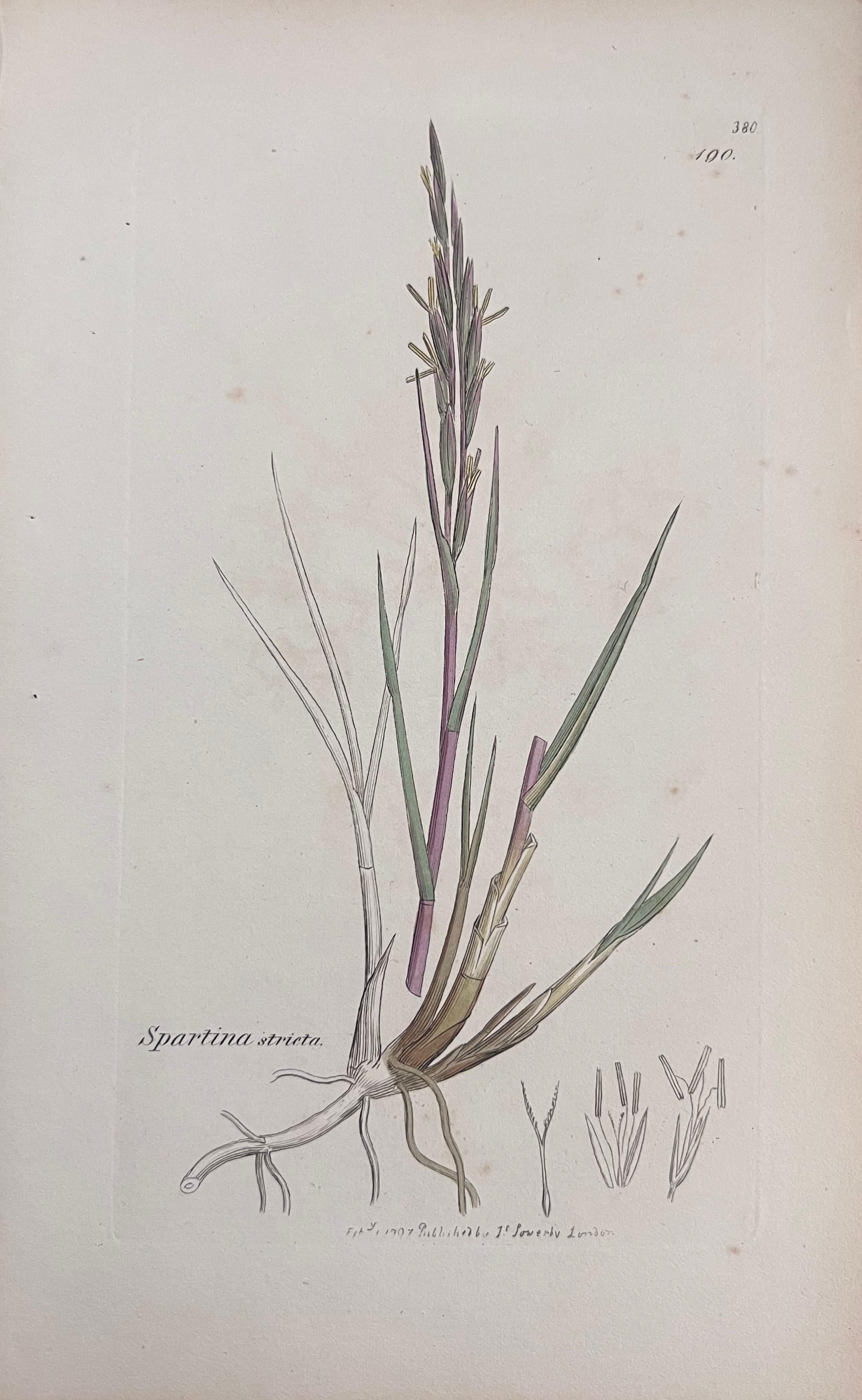 Set of Six Fine Antique British Hand Coloured Botanical Prints, circa 1900's en vente 1