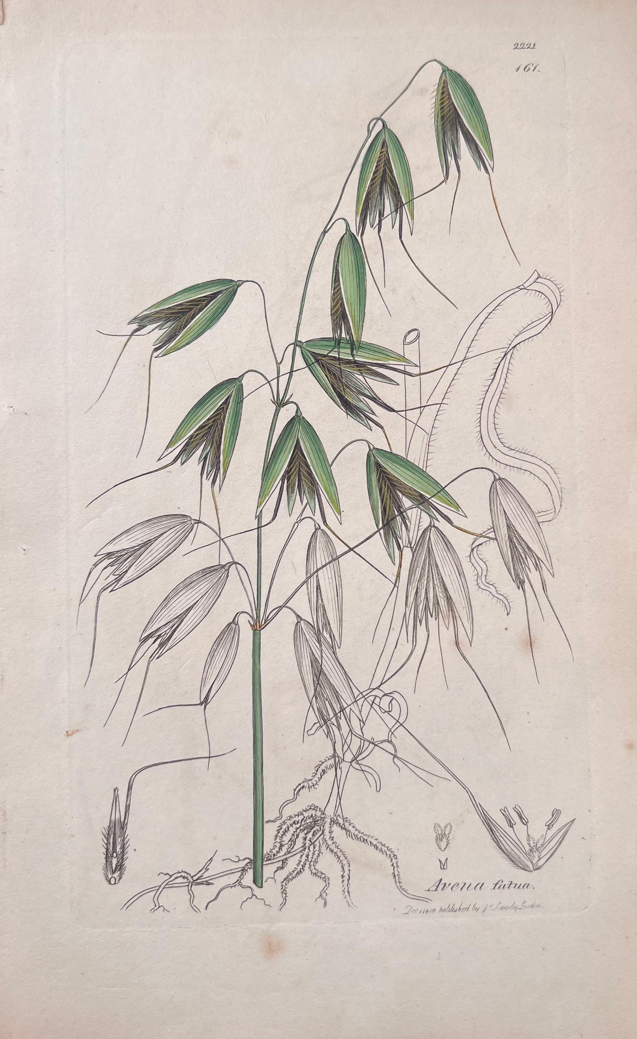 Set di sei raffinate stampe botaniche colorate a mano dell'Antique British, circa 1900 - Still-Life Print Grigio di Unknown