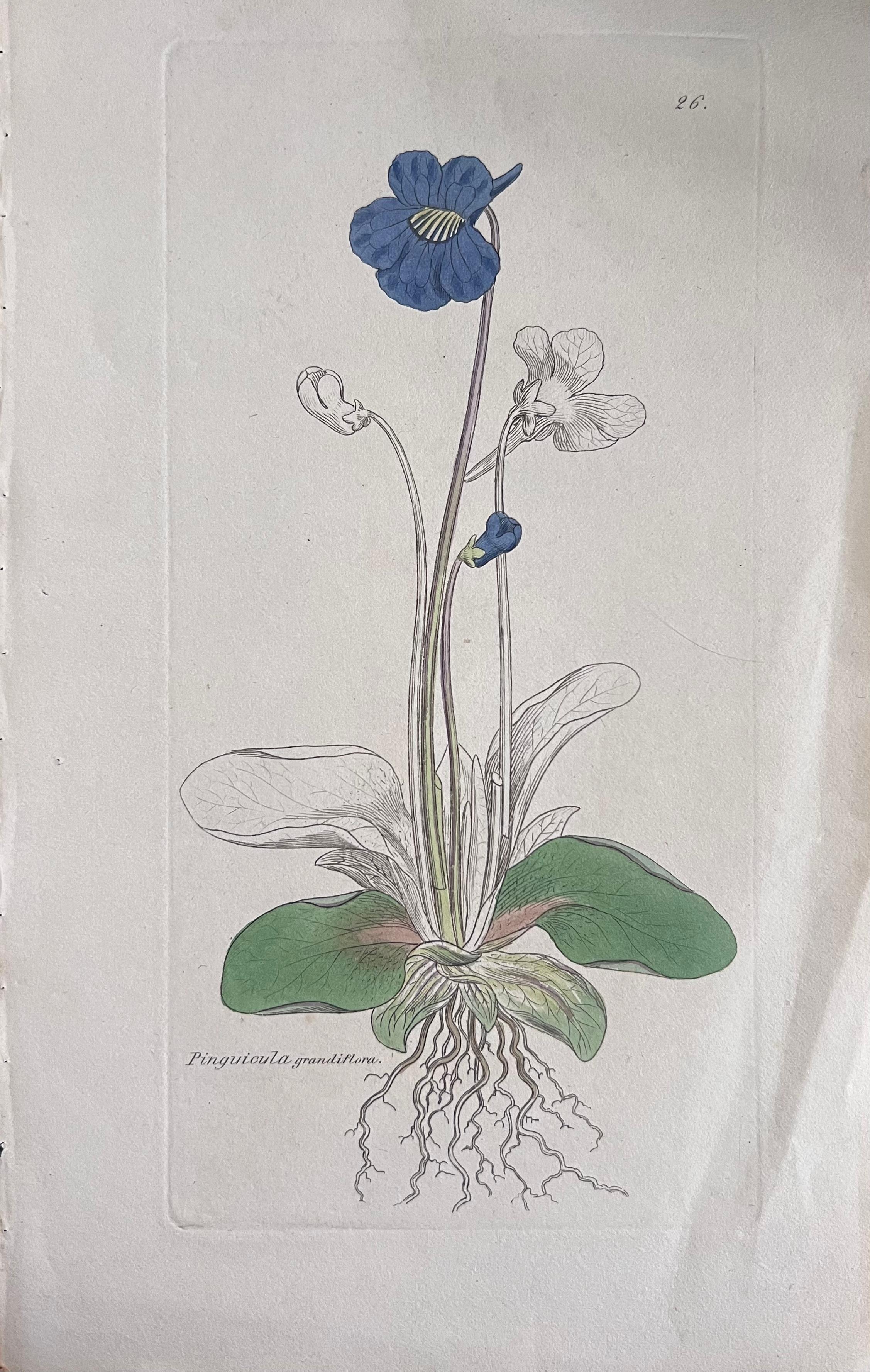 Set of Six Fine Antique British Hand Coloured Botanical Prints, circa 1900's For Sale 1