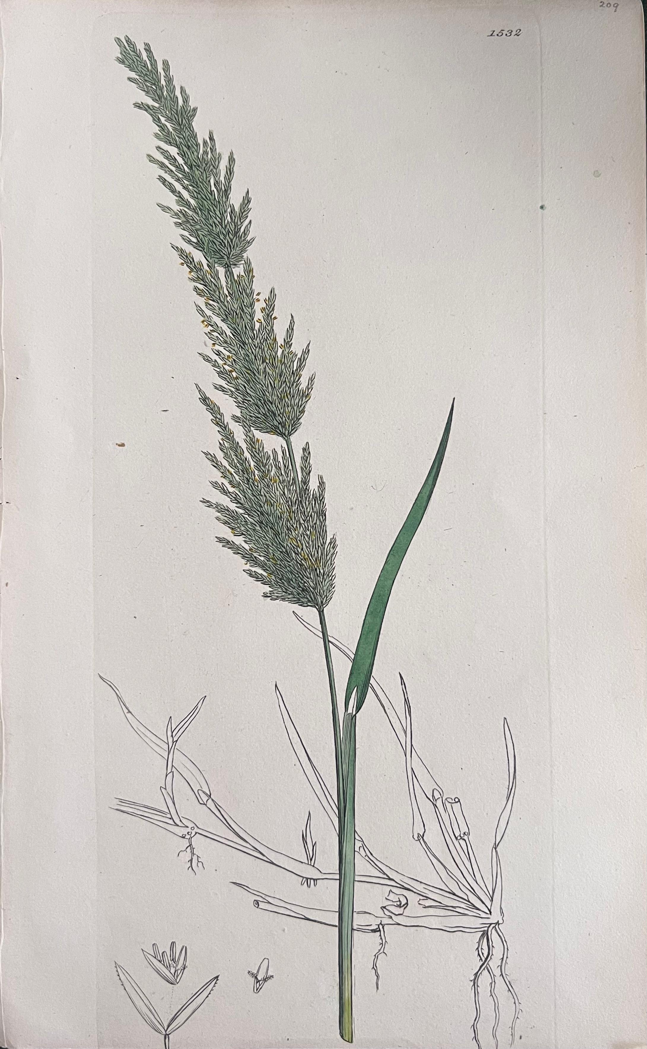 Set of Six Fine Antique British Hand Coloured Botanical Prints, circa 1900's For Sale 1