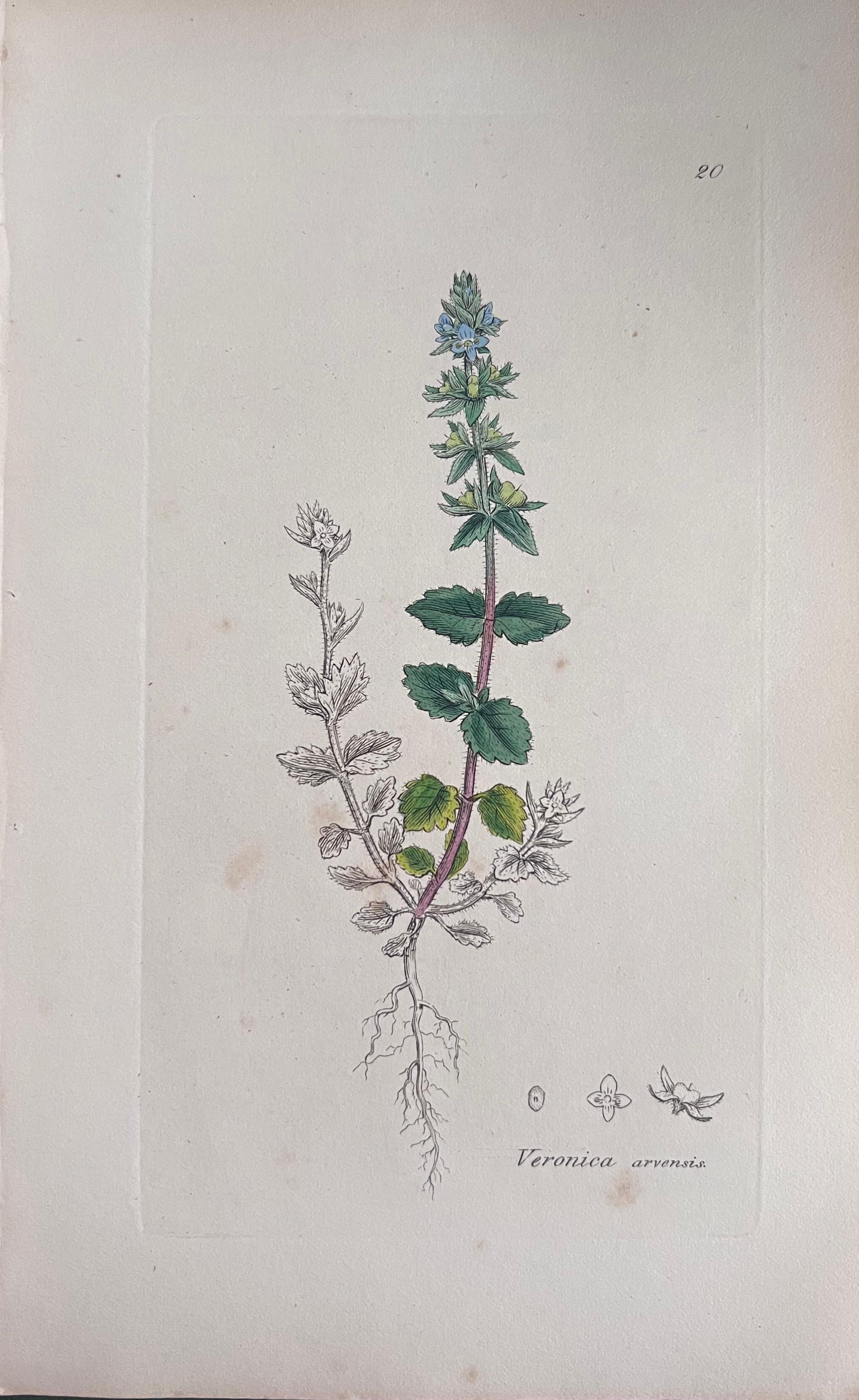 Set of Six Fine Antique British Hand Coloured Botanical Prints, circa 1900's For Sale 1