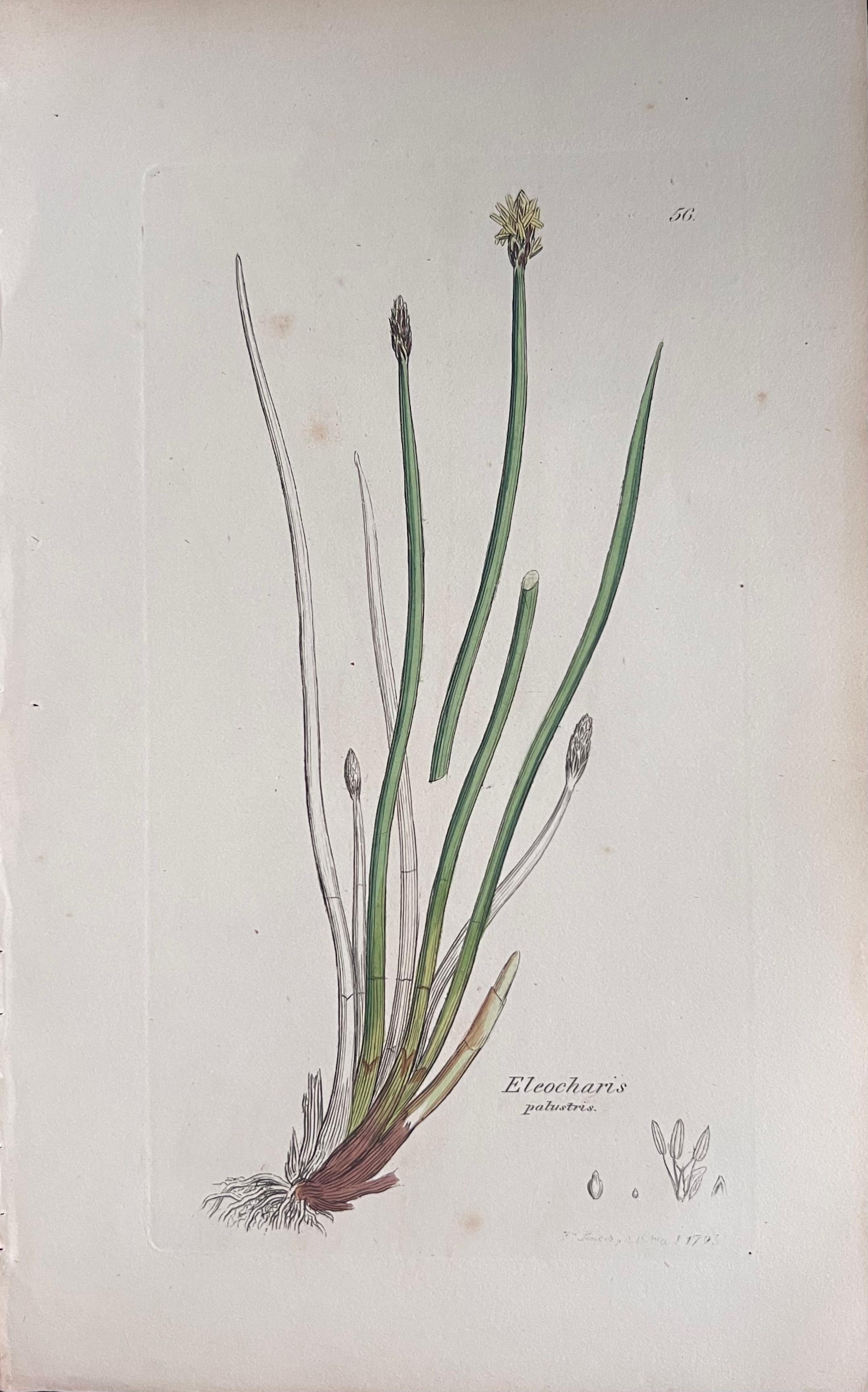 Set of Six Fine Antique British Hand Coloured Botanical Prints, circa 1900's For Sale 1