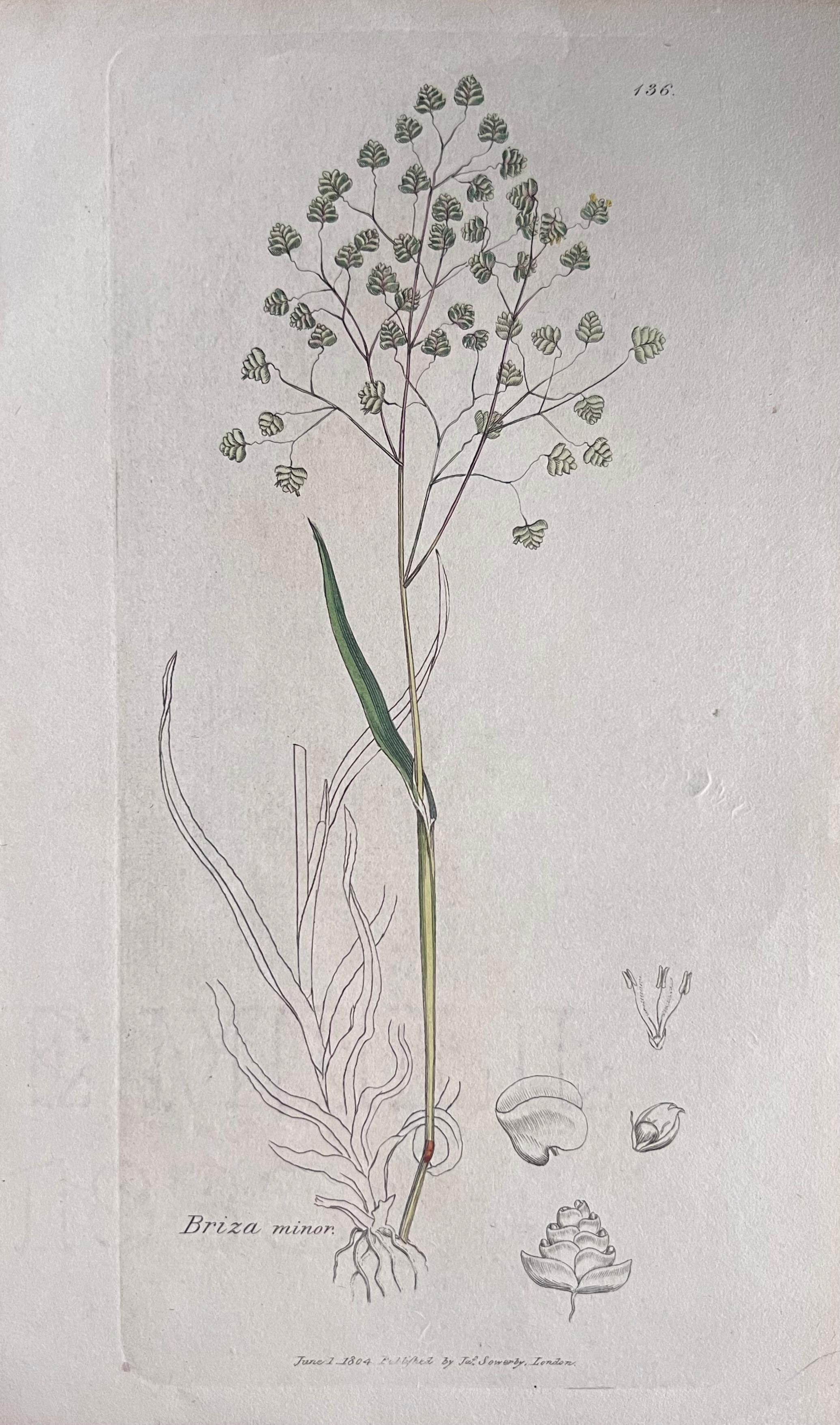 Set of Six Fine Antique British Hand Coloured Botanical Prints, circa 1900's For Sale 1