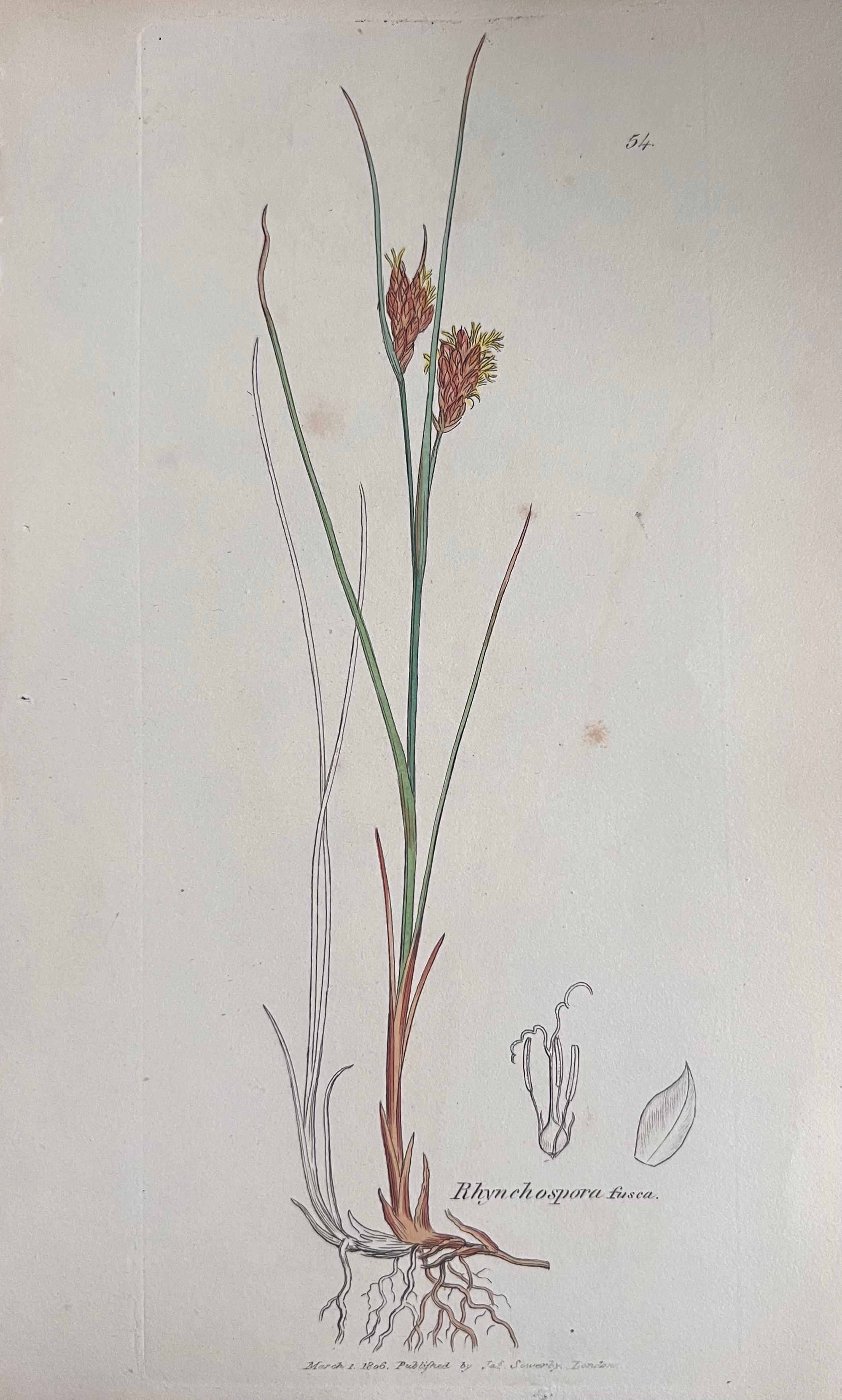 Set of Six Fine Antique British Hand Coloured Botanical Prints, circa 1900's For Sale 1