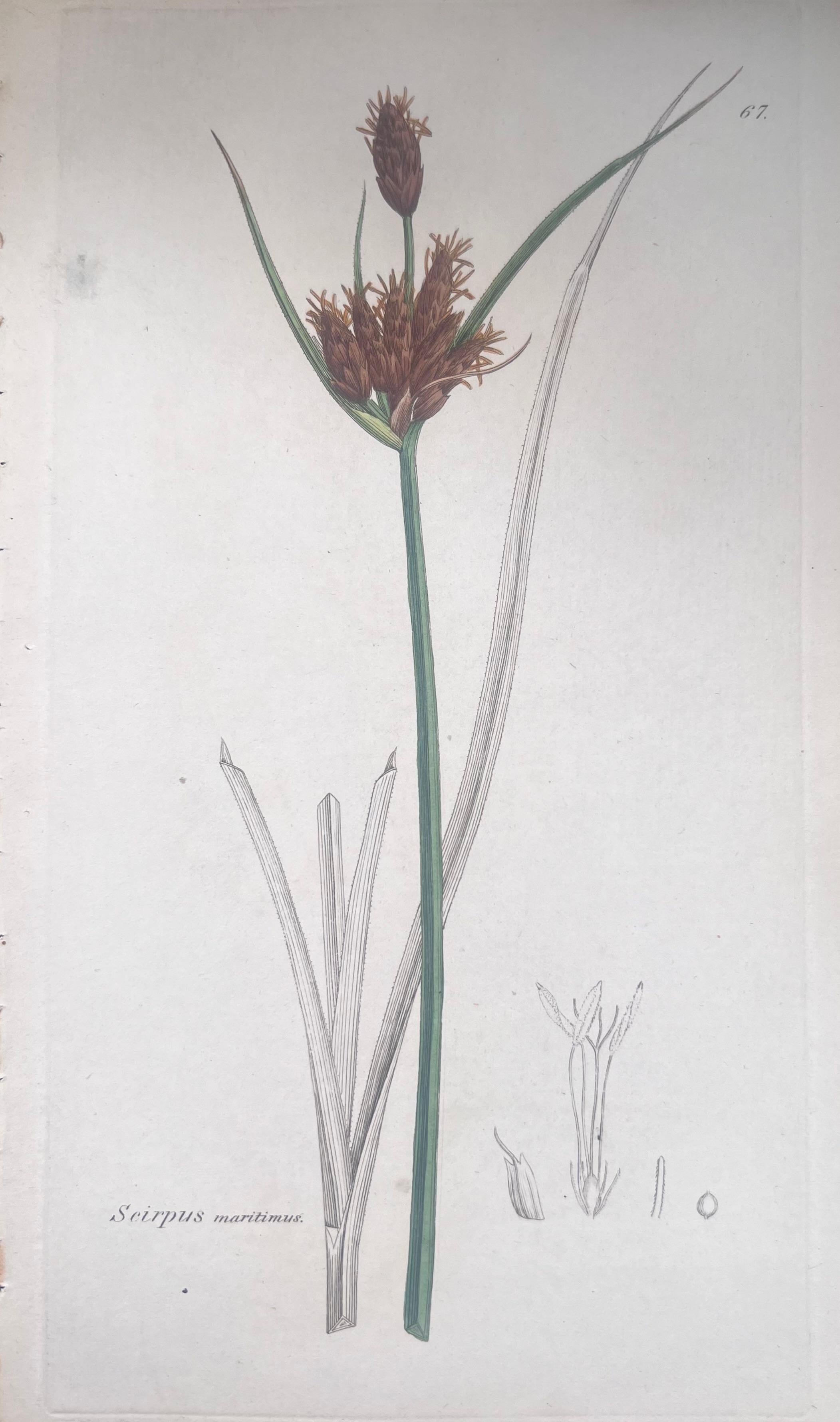 Set of Six Fine Antique British Hand Coloured Botanical Prints, circa 1900's For Sale 1