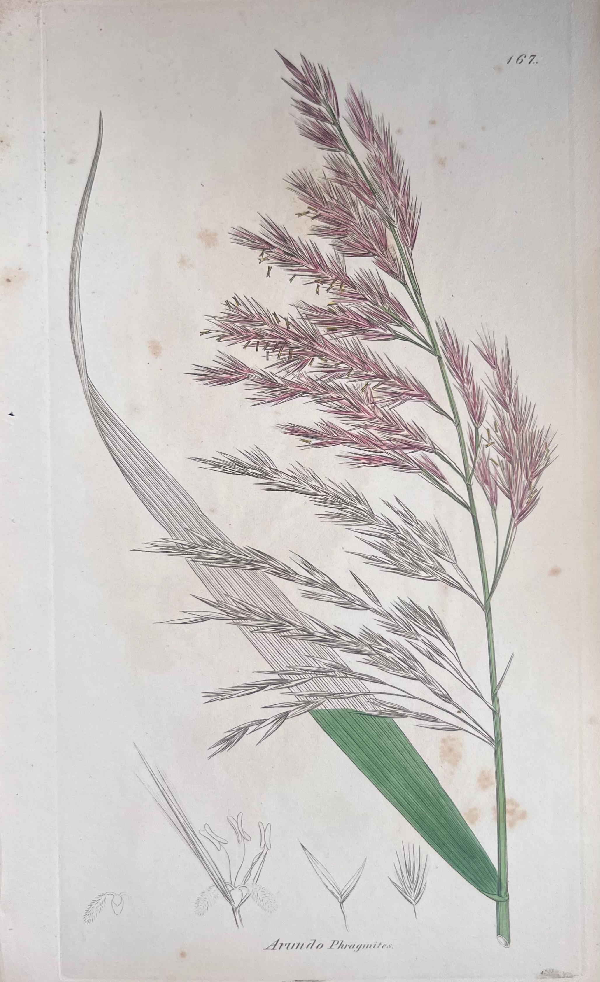 Set of Six Fine Antique British Hand Coloured Botanical Prints, circa 1900's For Sale 1