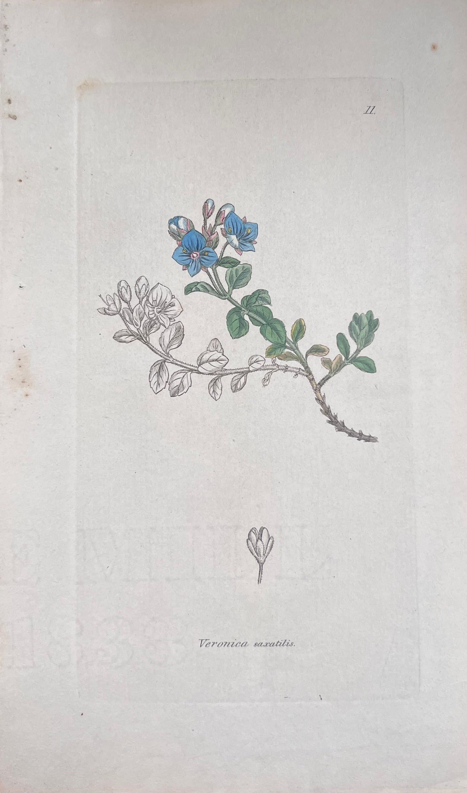 Set of Six Fine Antique British Hand Coloured Botanical Prints, circa 1900's For Sale 1