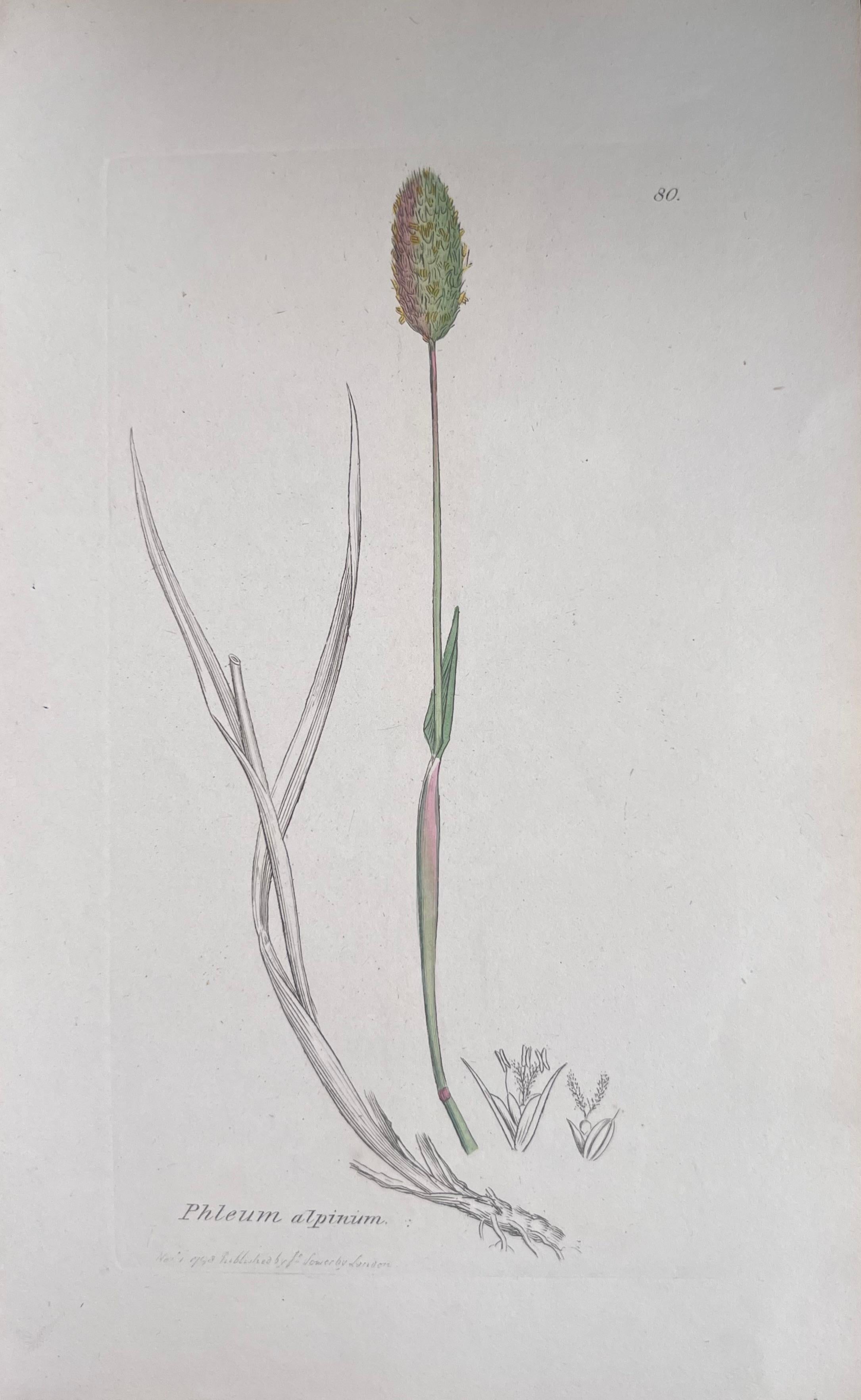 Set of Six Fine Antique British Hand Coloured Botanical Prints, circa 1900's For Sale 1