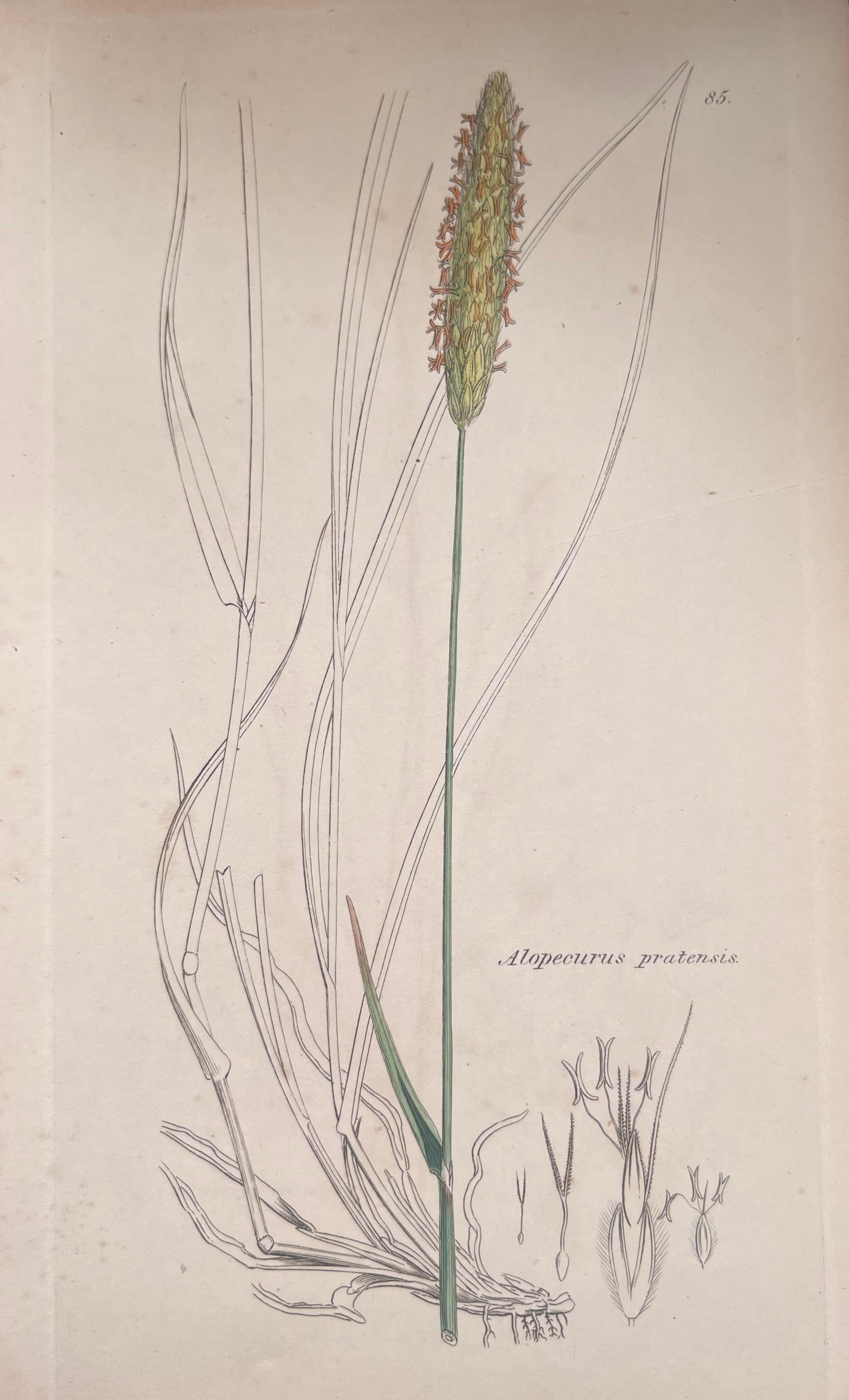 Set of Six Fine Antique British Hand Coloured Botanical Prints, circa 1900's For Sale 1