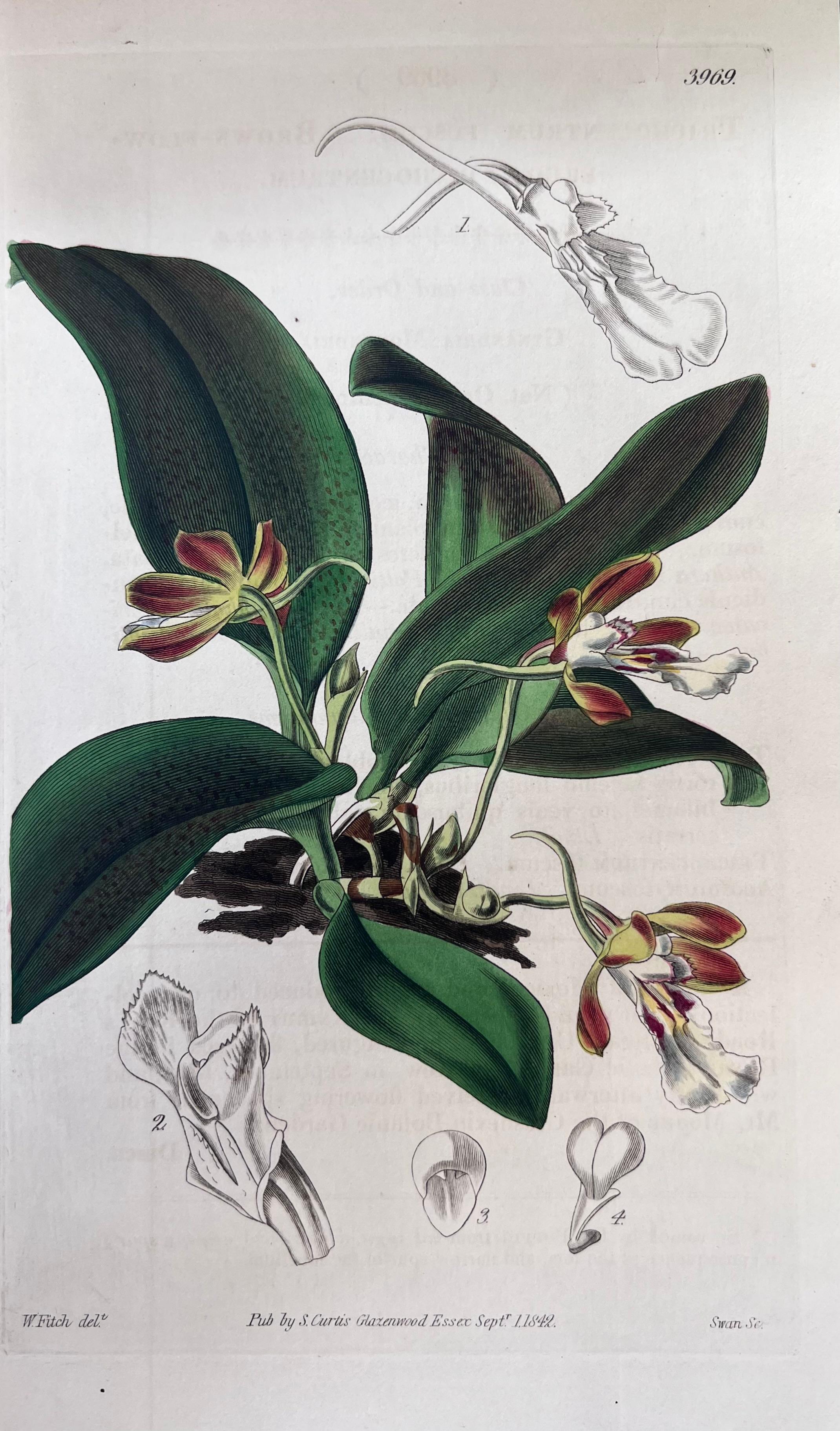 Set of Six Fine Antique British Hand Coloured Botanical Prints, circa 1900's For Sale 1