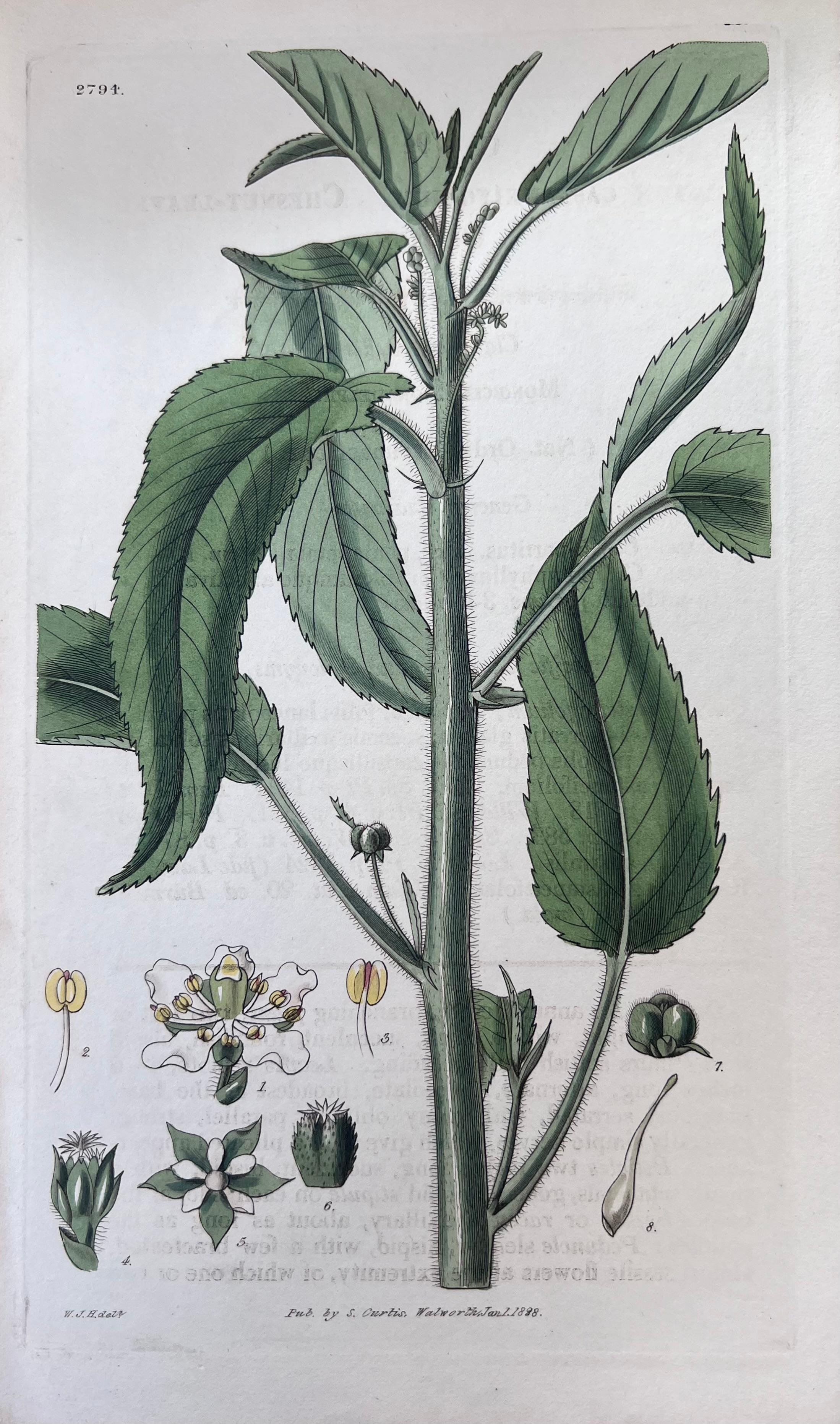 Set of Six Fine Antique British Hand Coloured Botanical Prints, circa 1900's For Sale 1