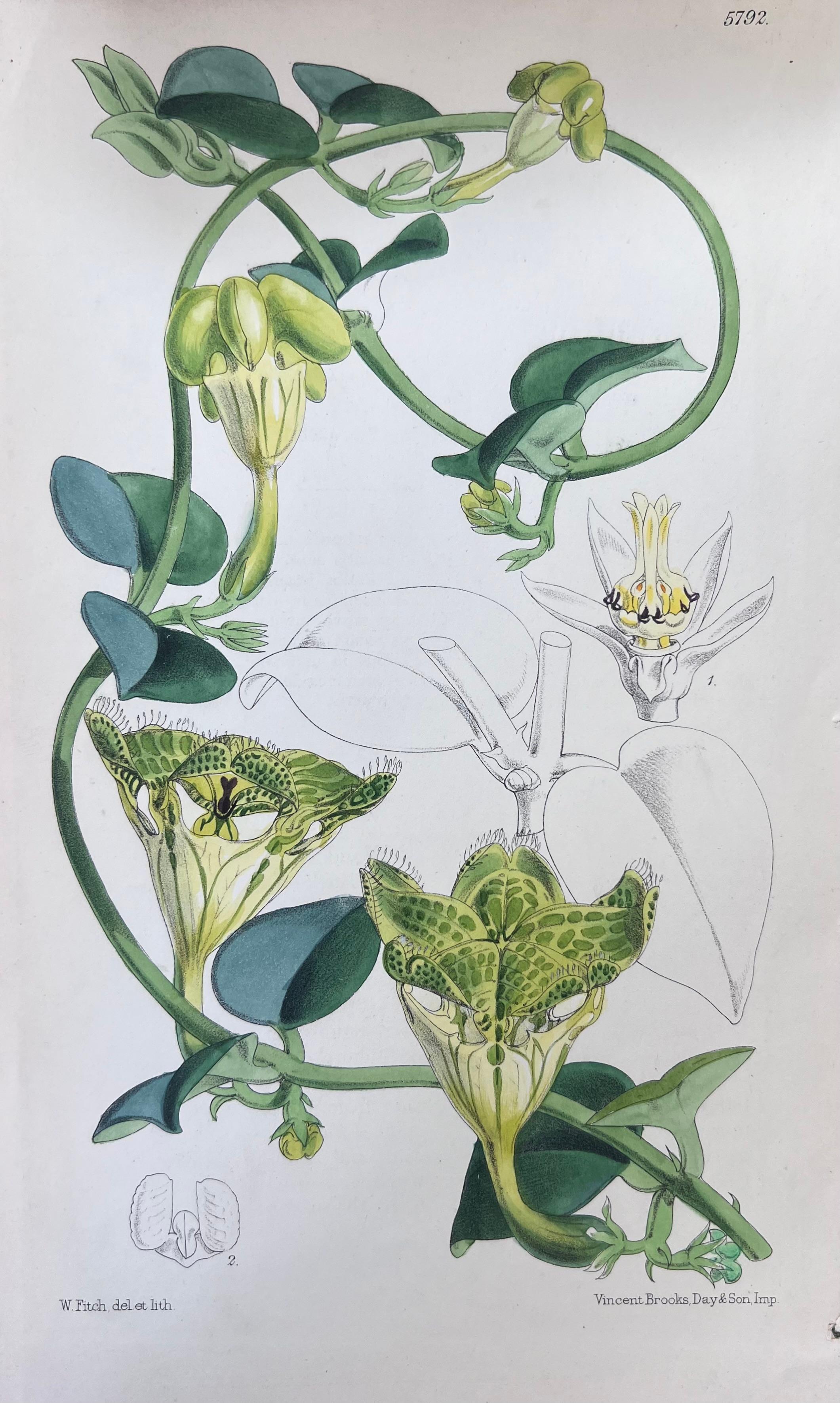 Set of Six Fine Antique British Hand Coloured Botanical Prints, circa 1900's For Sale 1