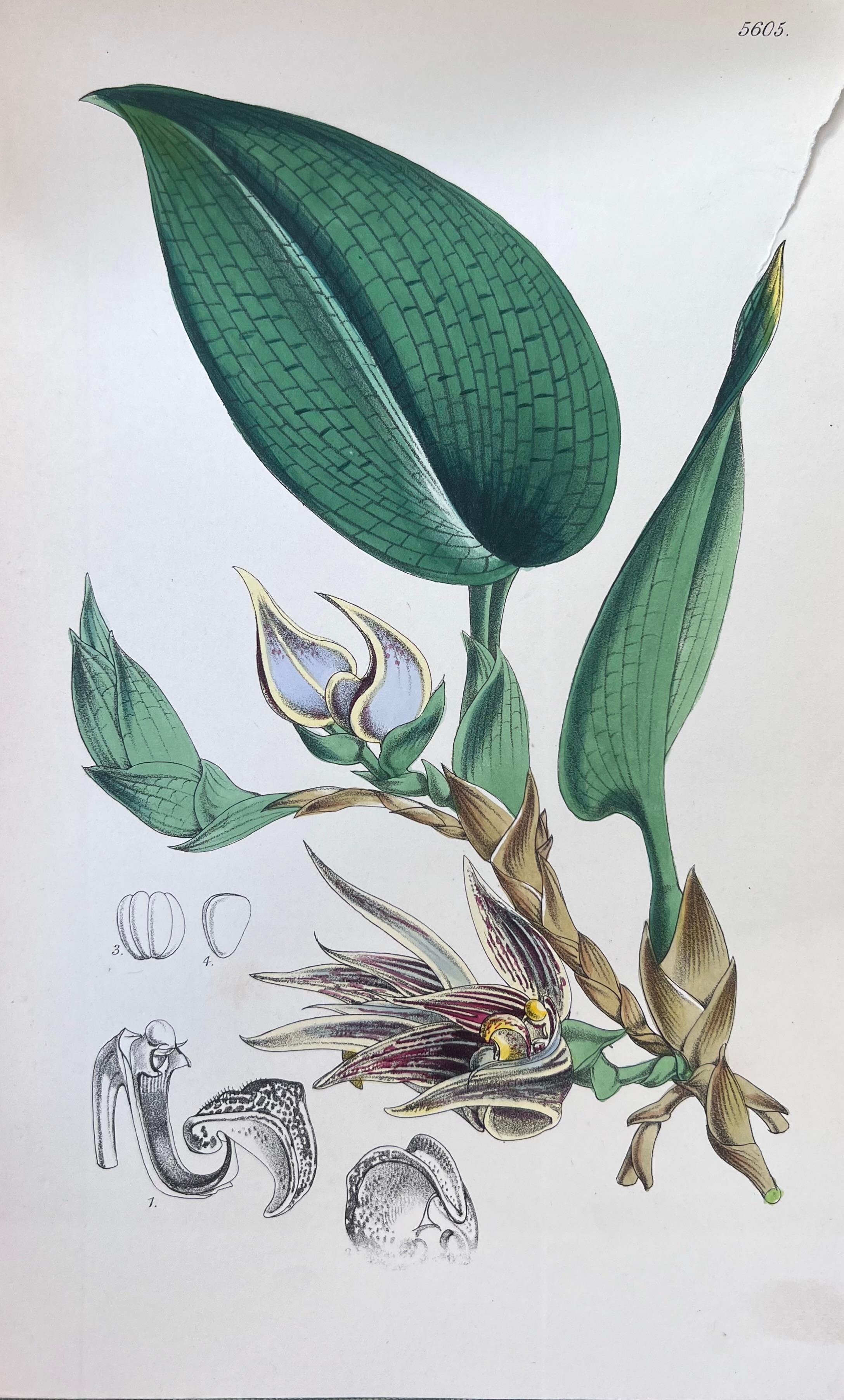 Set of Six Fine Antique British Hand Coloured Botanical Prints, circa 1900's For Sale 1