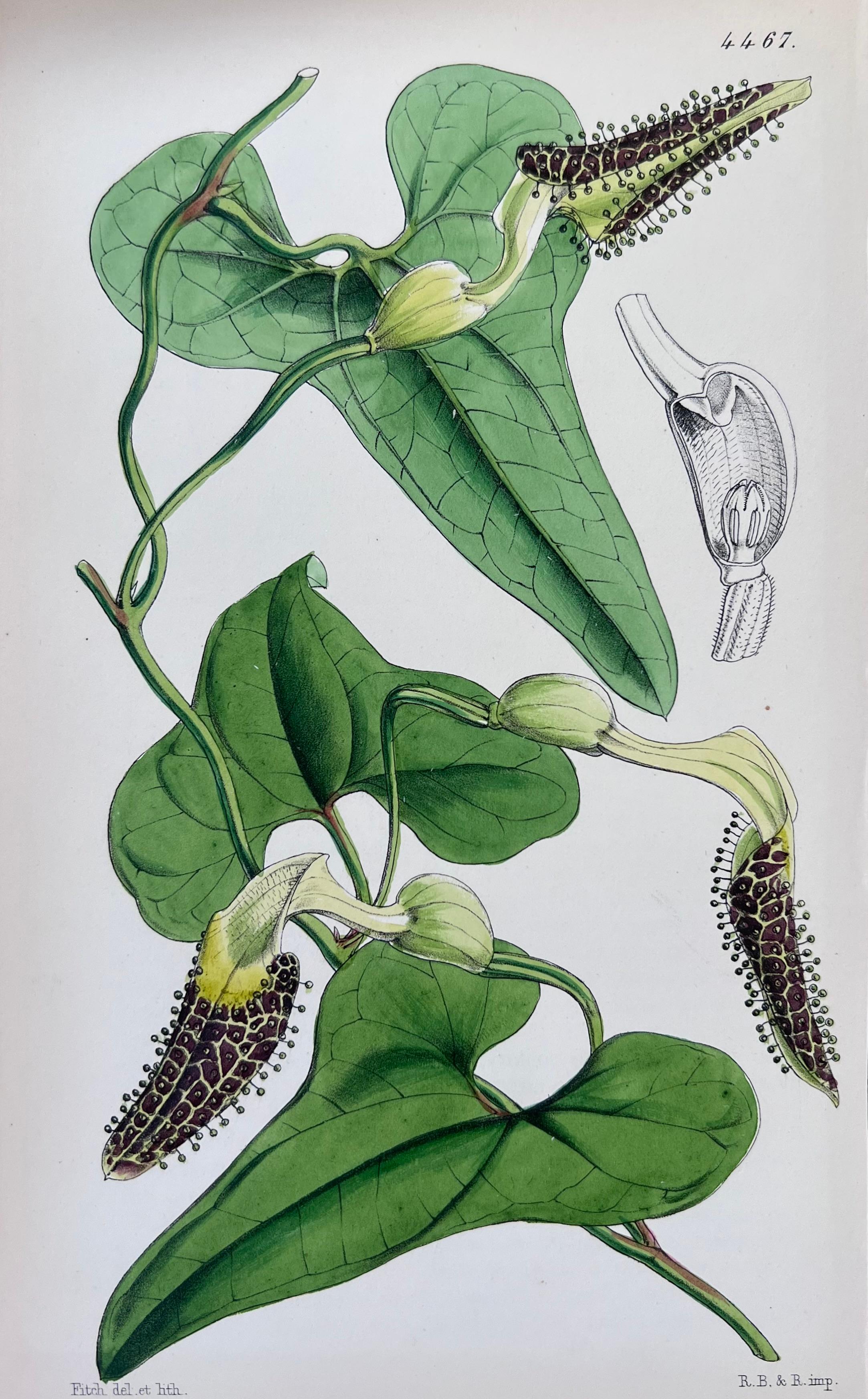 Set of Six Fine Antique British Hand Coloured Botanical Prints, circa 1900's For Sale 1