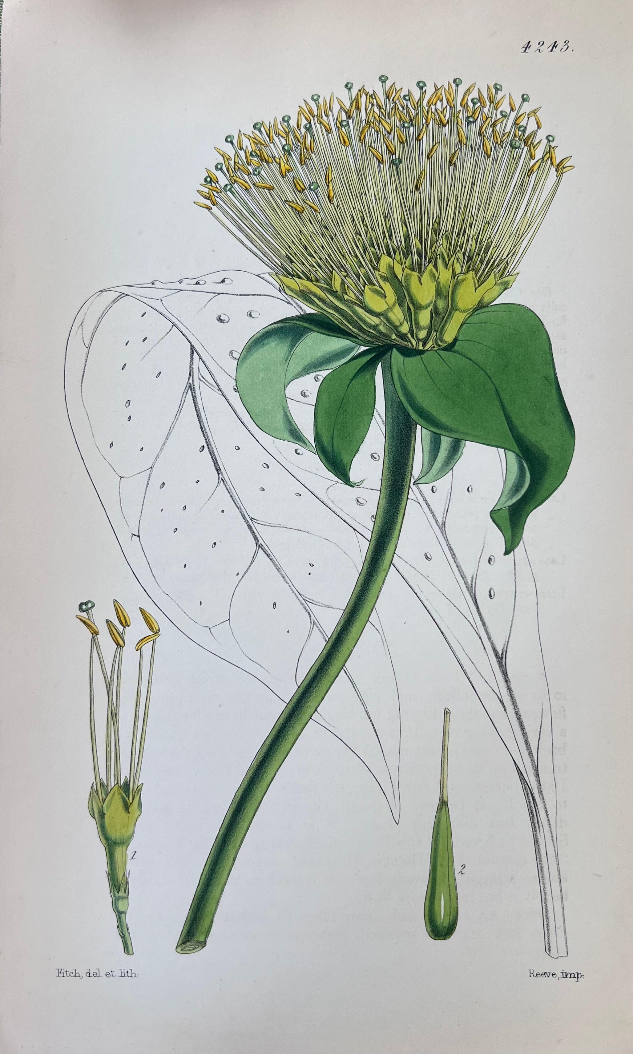 Set of Six Fine Antique British Hand Coloured Botanical Prints, circa 1900's For Sale 1