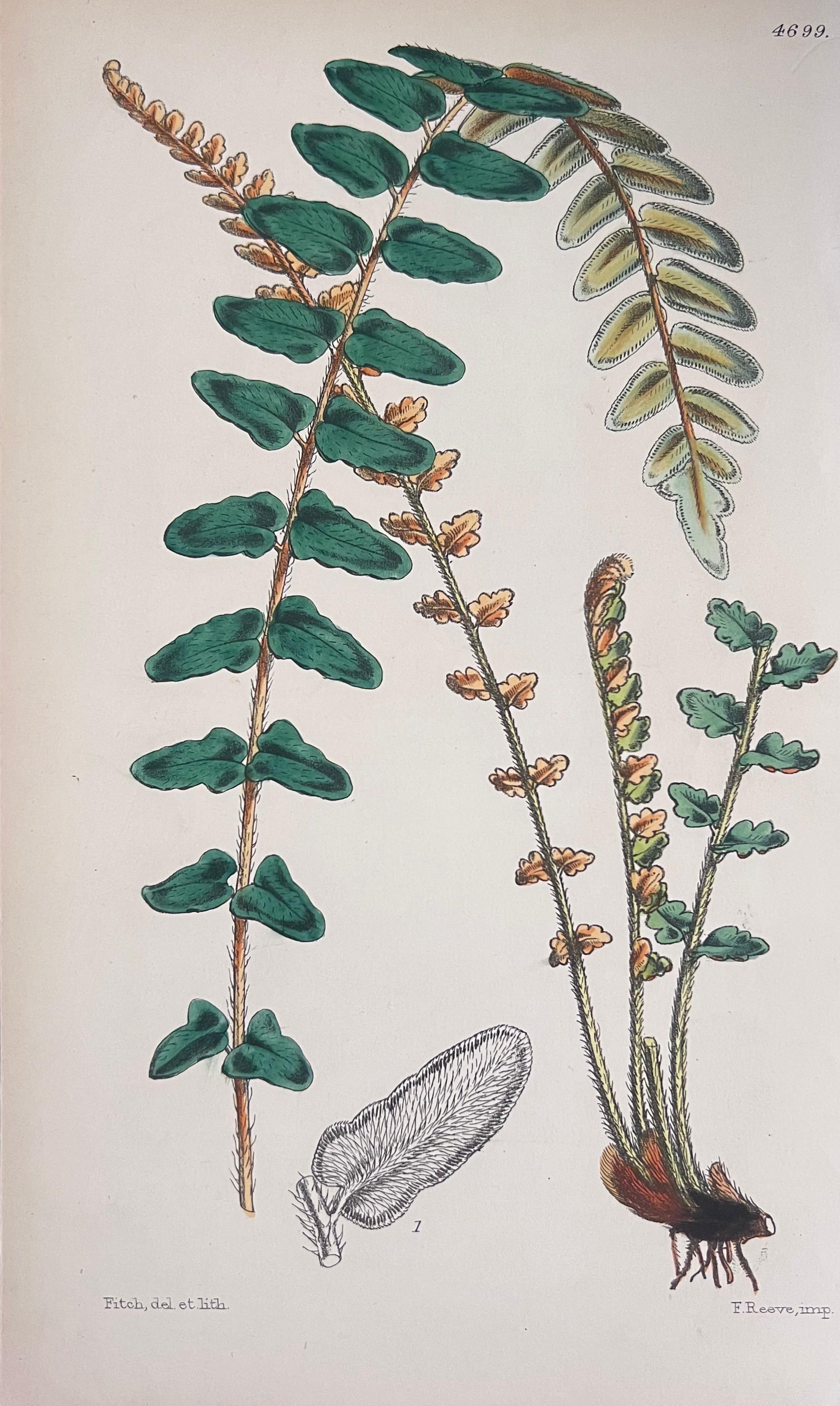 Satz von sechs feinen antiken britischen handkolorierten botanischen Drucken, um 1900 (Grau), Still-Life Print, von Unknown