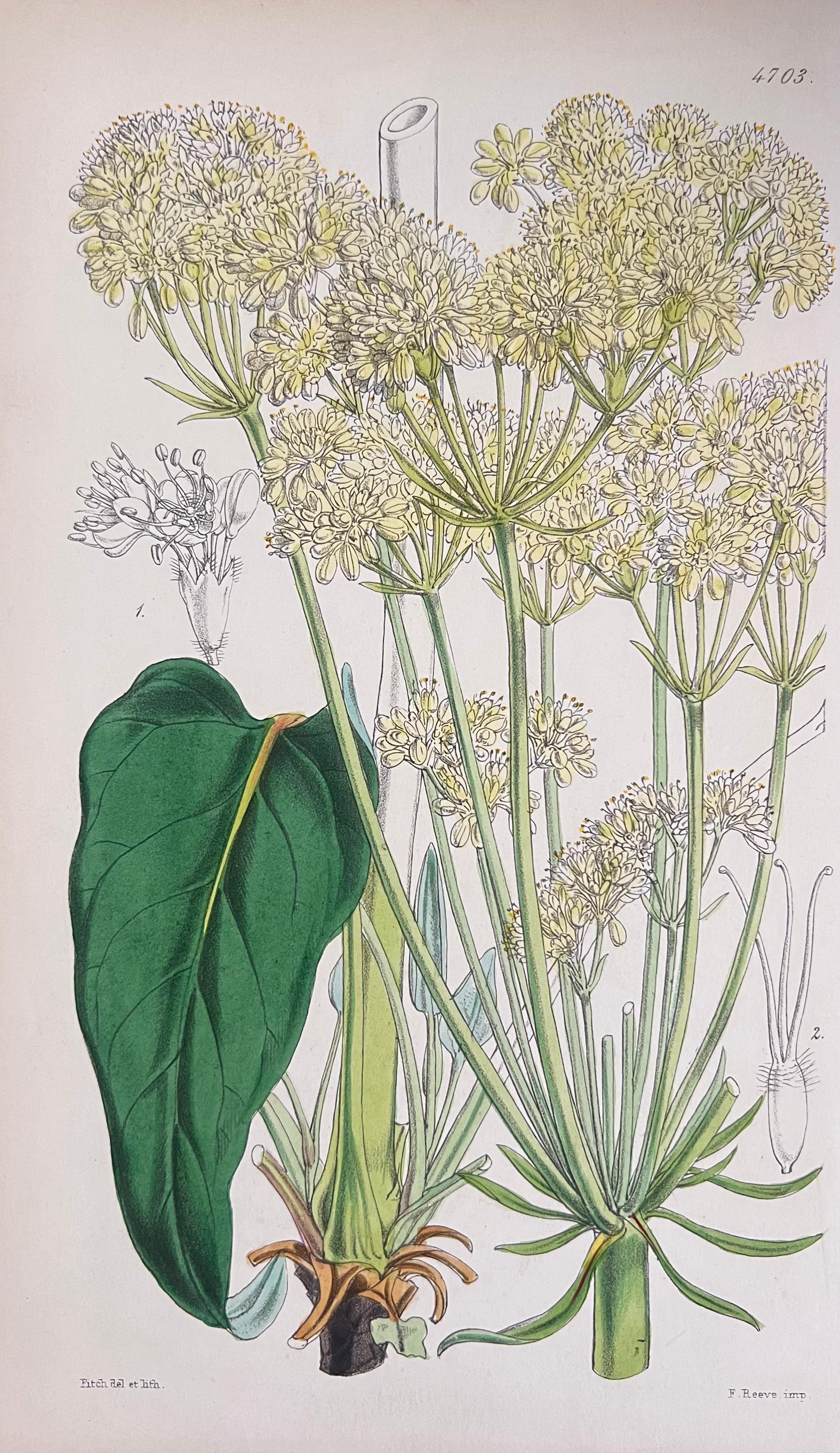 Set of Six Fine Antique British Hand Coloured Botanical Prints, circa 1900's For Sale 1