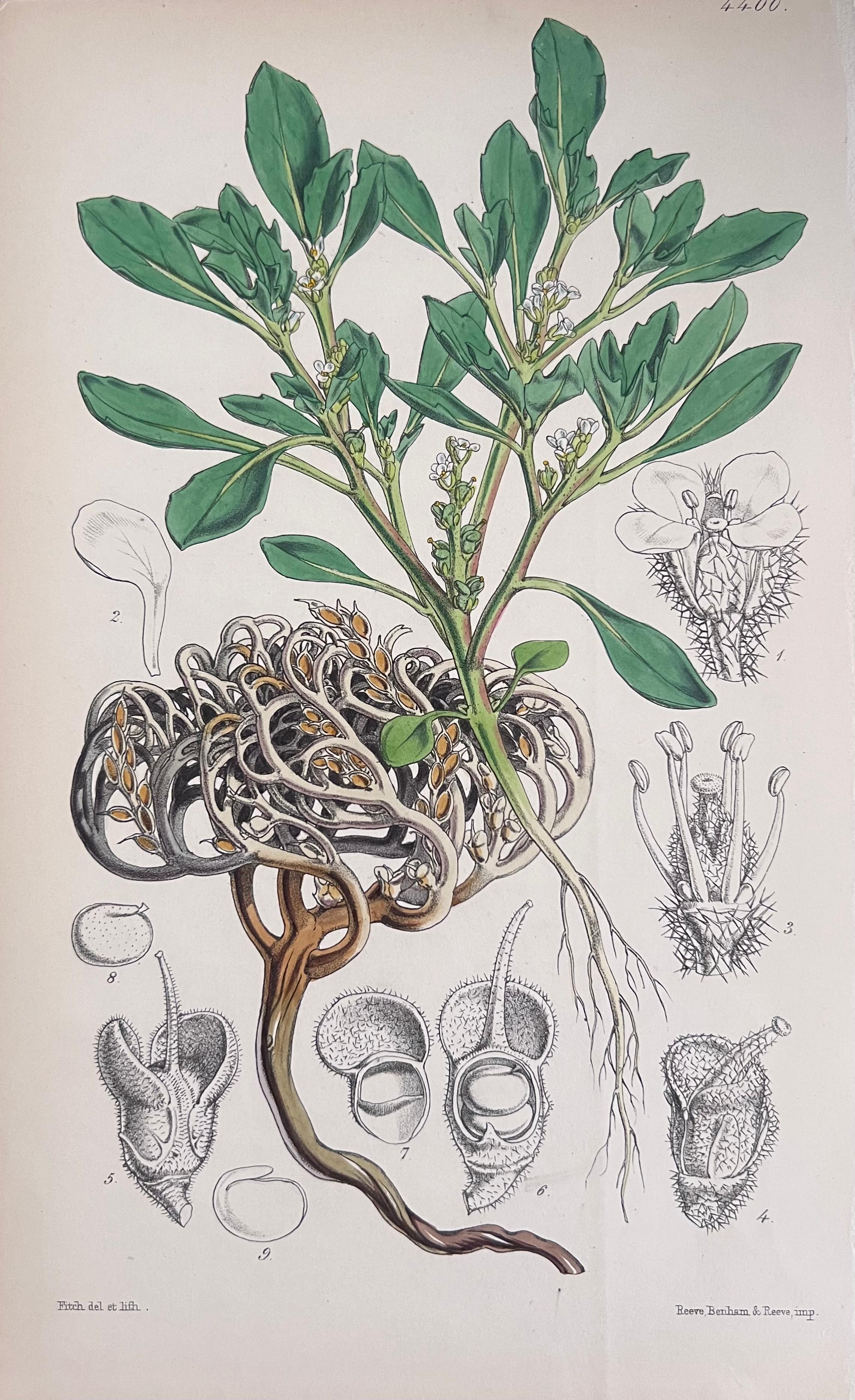 Set of Six Fine Antique British Hand Coloured Botanical Prints, circa 1900's For Sale 1