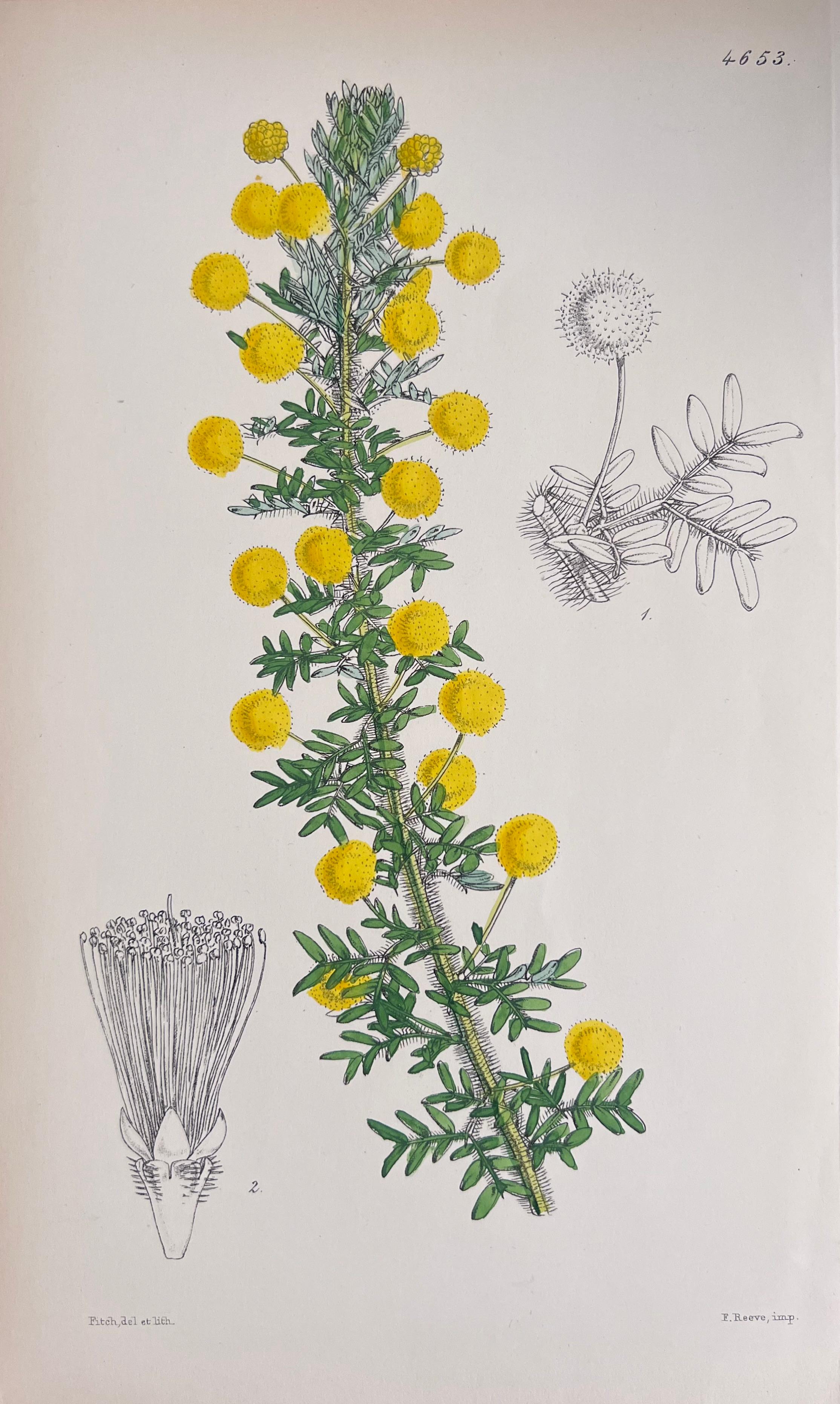 Set of Six Fine Antique British Hand Coloured Botanical Prints, circa 1900's For Sale 1