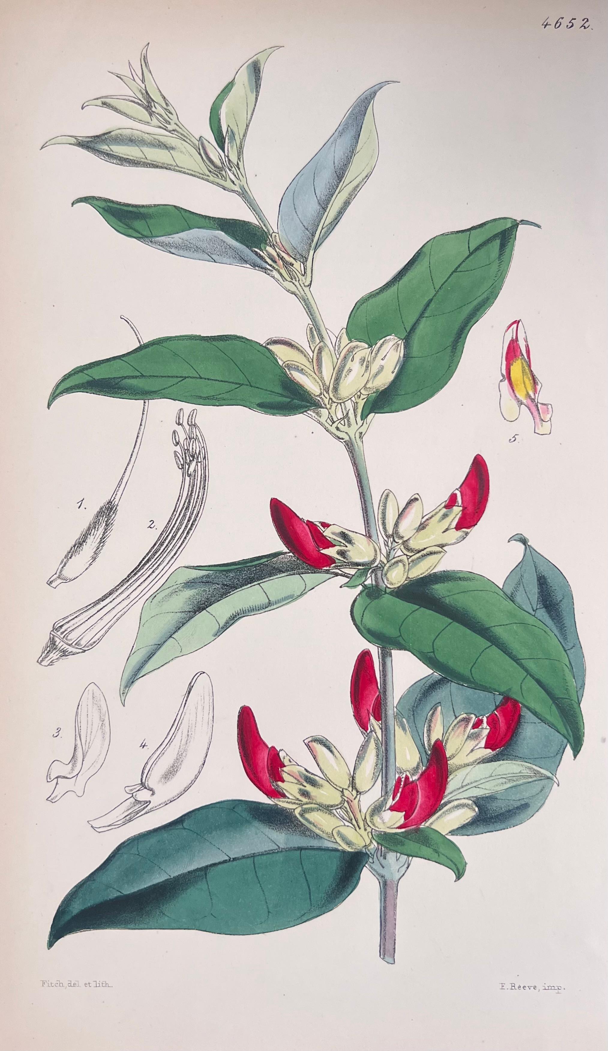 Set of Six Fine Antique British Hand Coloured Botanical Prints, circa 1900's For Sale 1