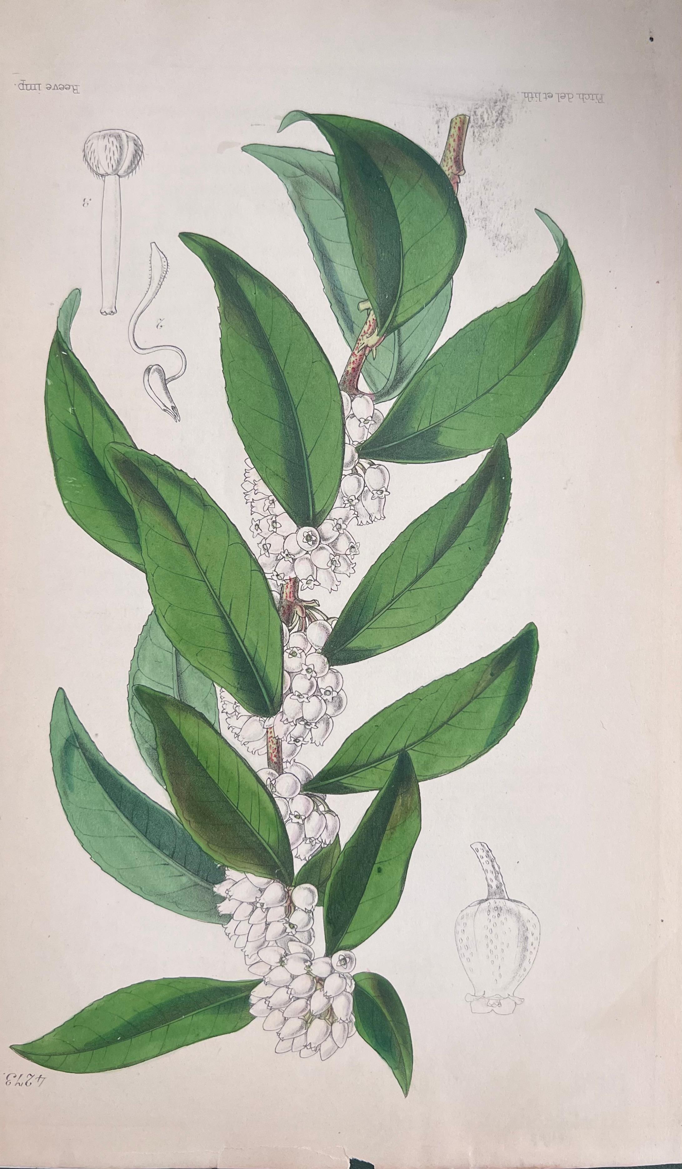 Set of Six Fine Antique British Hand Coloured Botanical Prints, circa 1900's For Sale 1
