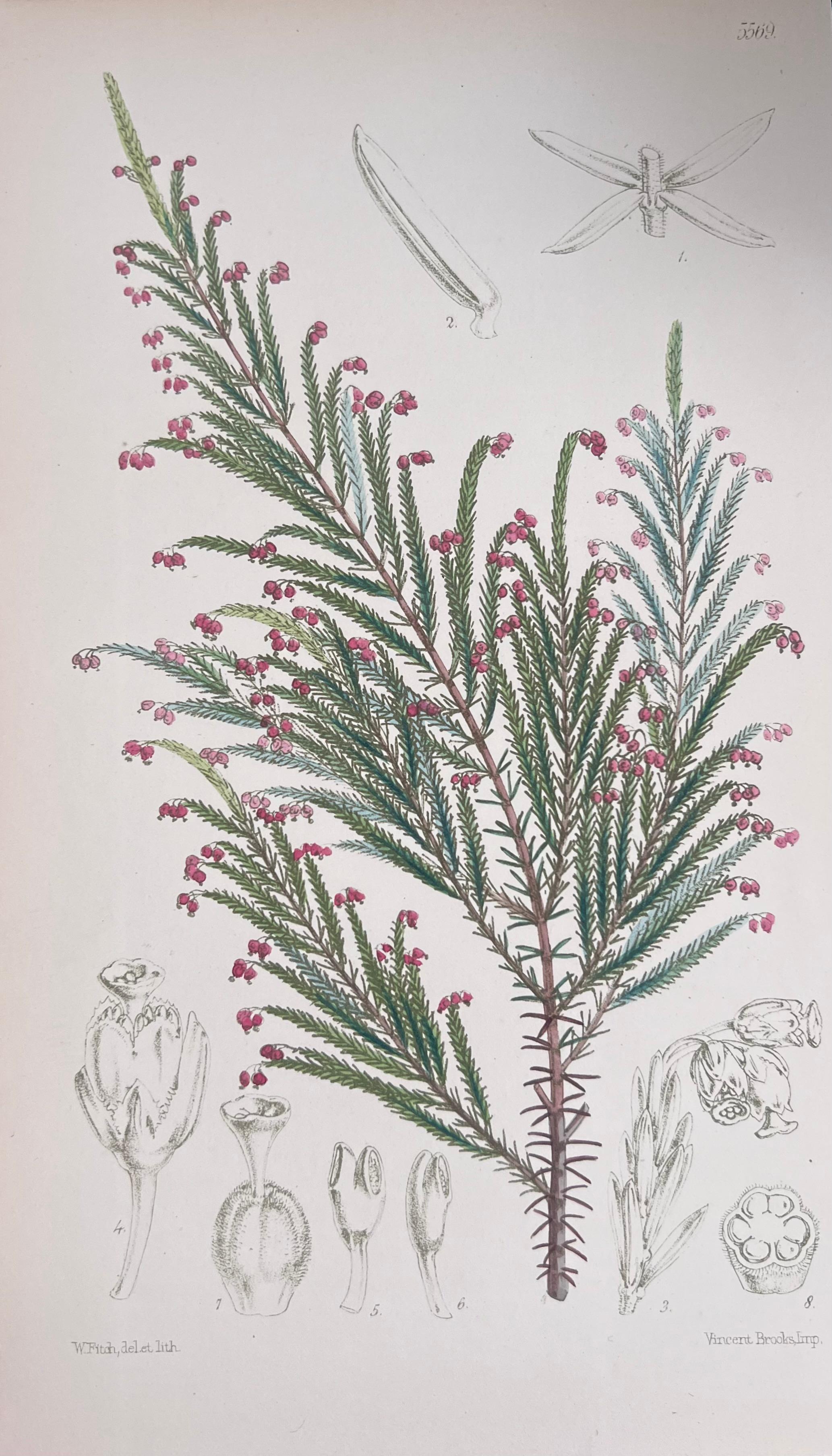 Set of Six Fine Antique British Hand Coloured Botanical Prints, circa 1900's For Sale 1