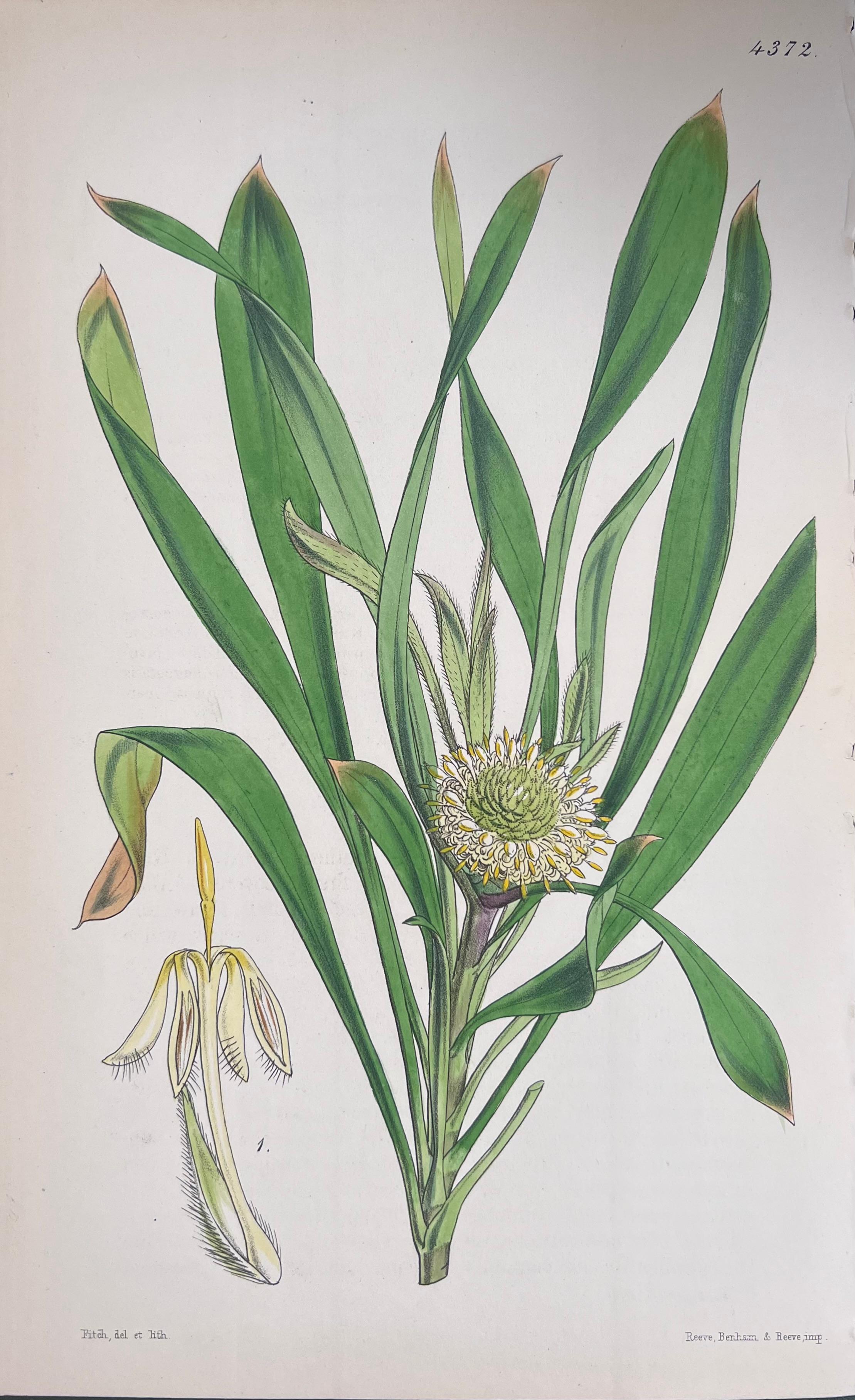 Satz von sechs feinen antiken britischen handkolorierten botanischen Drucken, um 1900 im Angebot 1