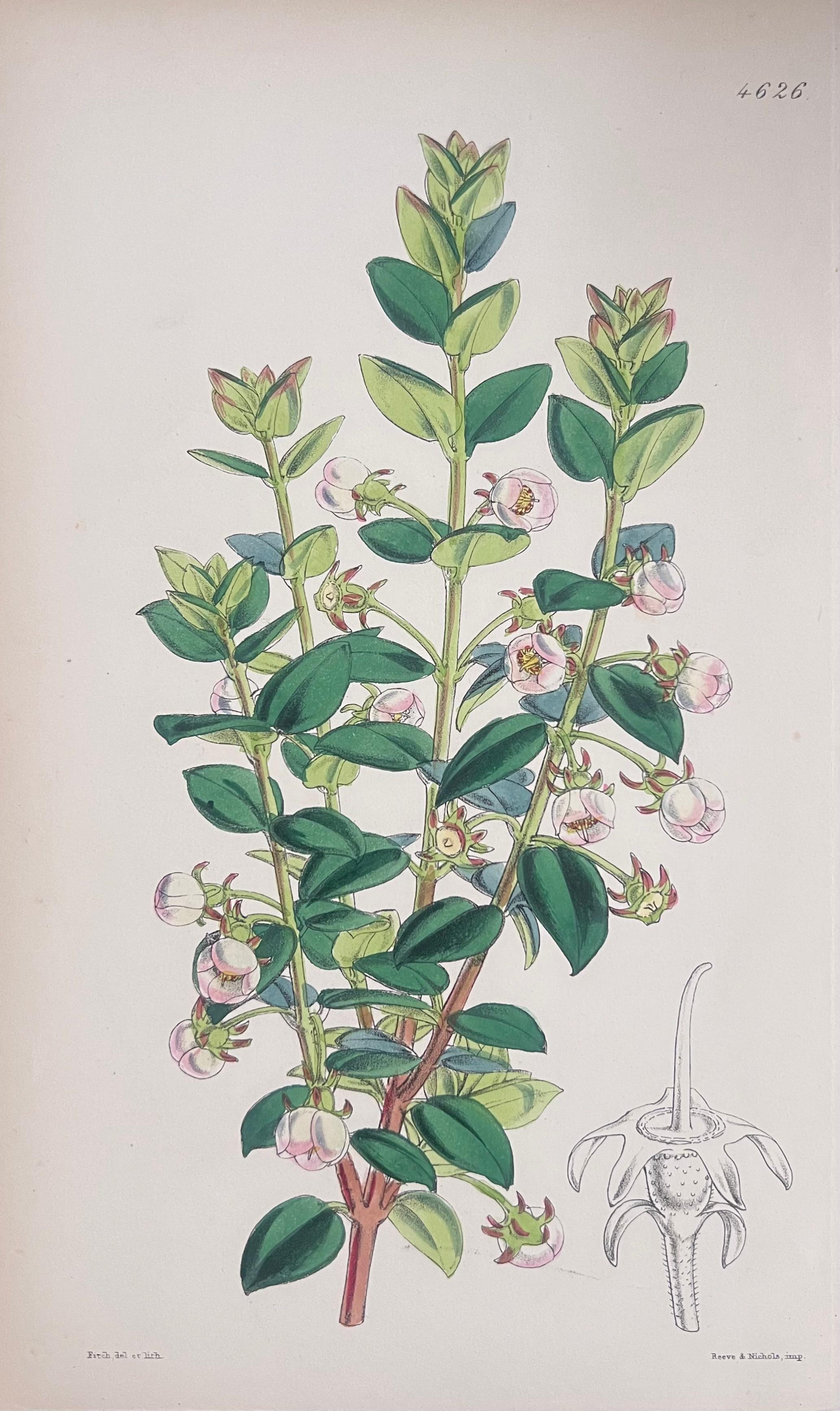 Satz von sechs feinen antiken britischen handkolorierten botanischen Drucken, um 1900 (Grau), Still-Life Print, von Unknown