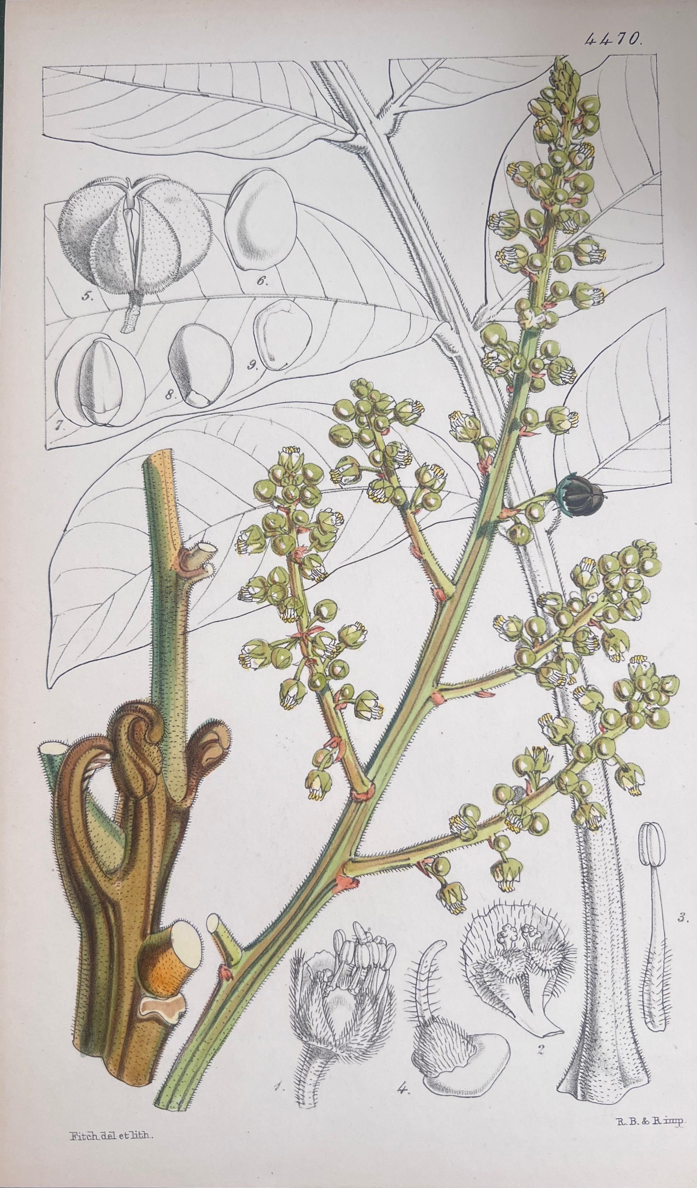 Satz von sechs feinen antiken britischen handkolorierten botanischen Drucken, um 1900 (Grau), Still-Life Print, von Unknown