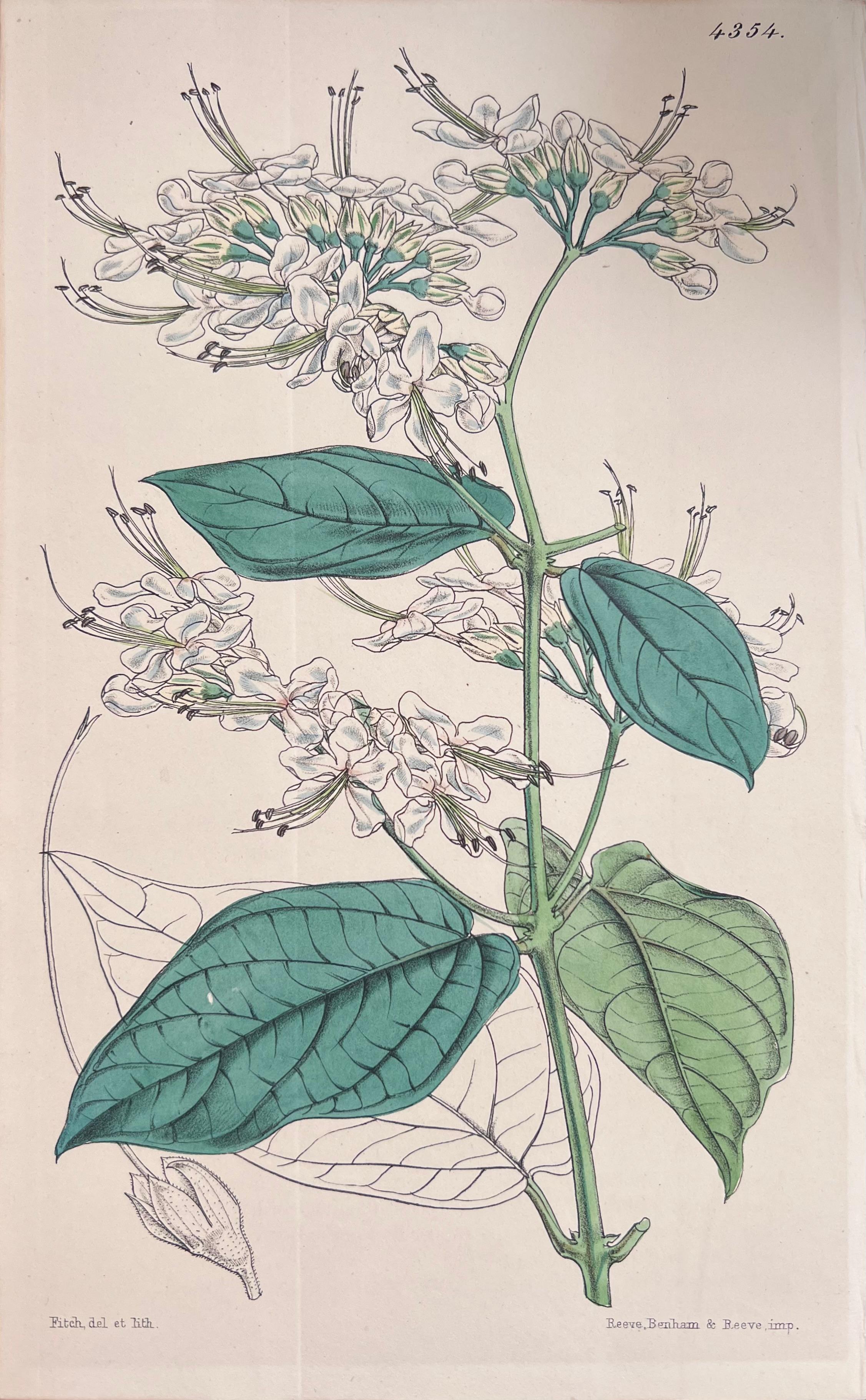 Satz von sechs feinen antiken britischen handkolorierten botanischen Drucken, um 1900 (Beige), Still-Life Print, von Unknown