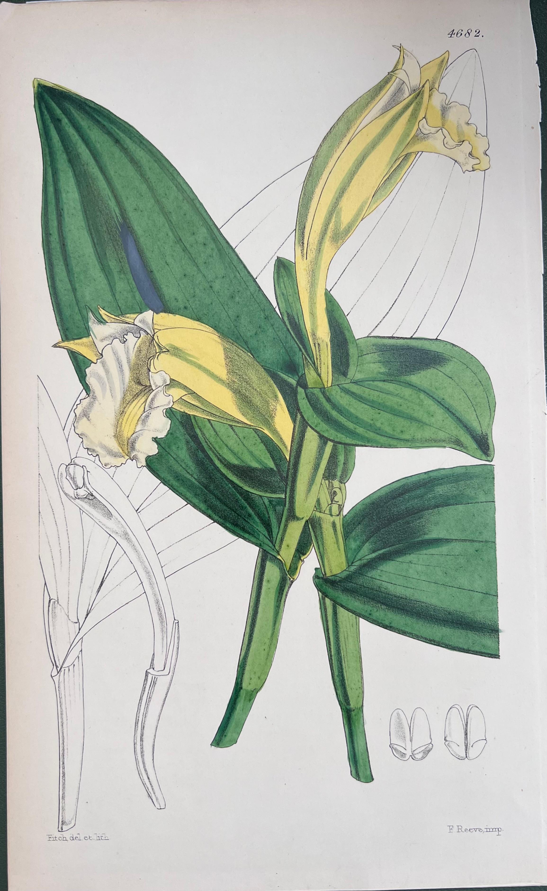 Set of Six Fine Antique British Hand Coloured Botanical Prints, circa 1900's For Sale 1