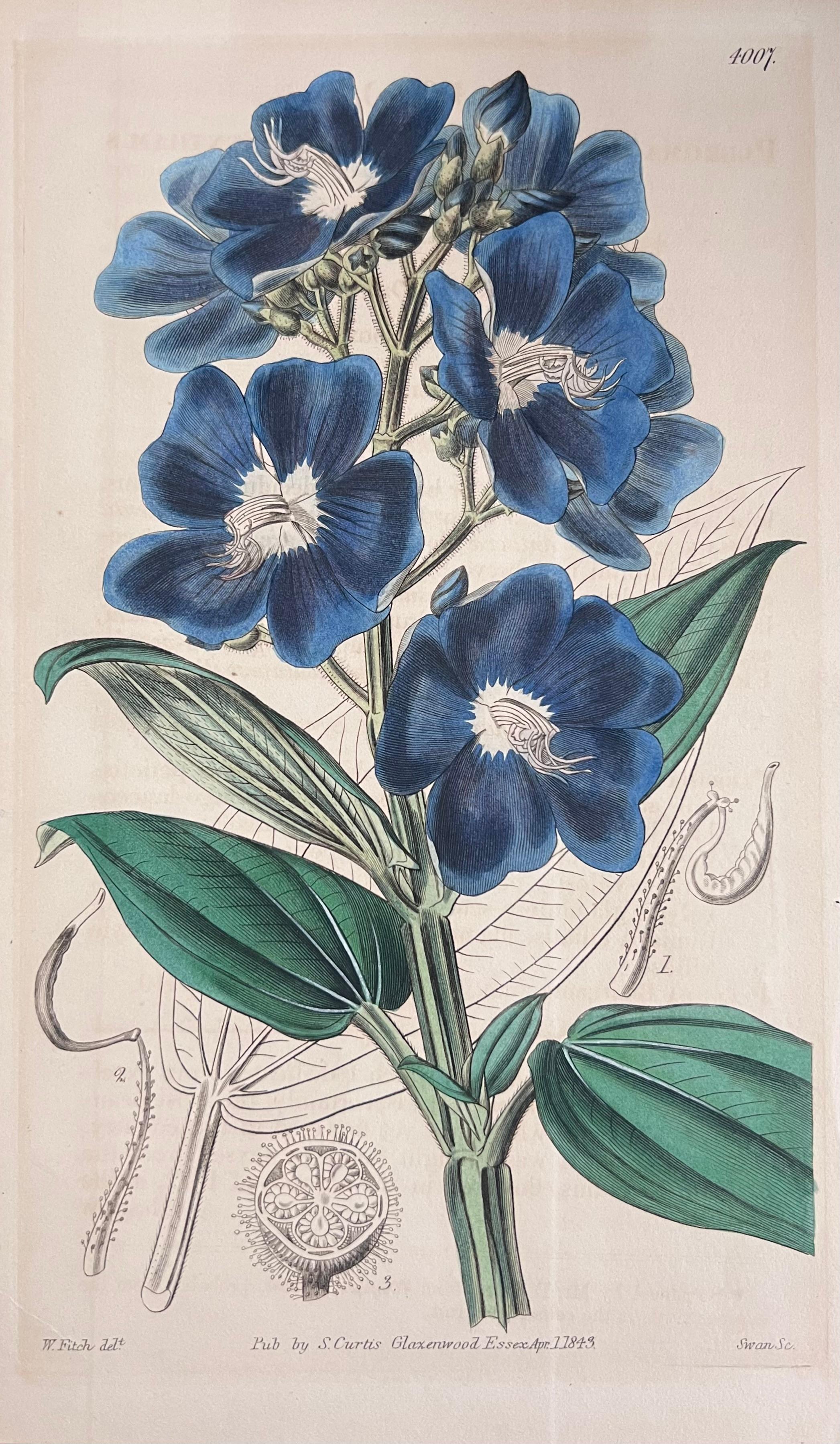 Satz von sechs feinen antiken britischen handkolorierten botanischen Drucken, um 1900 im Angebot 1