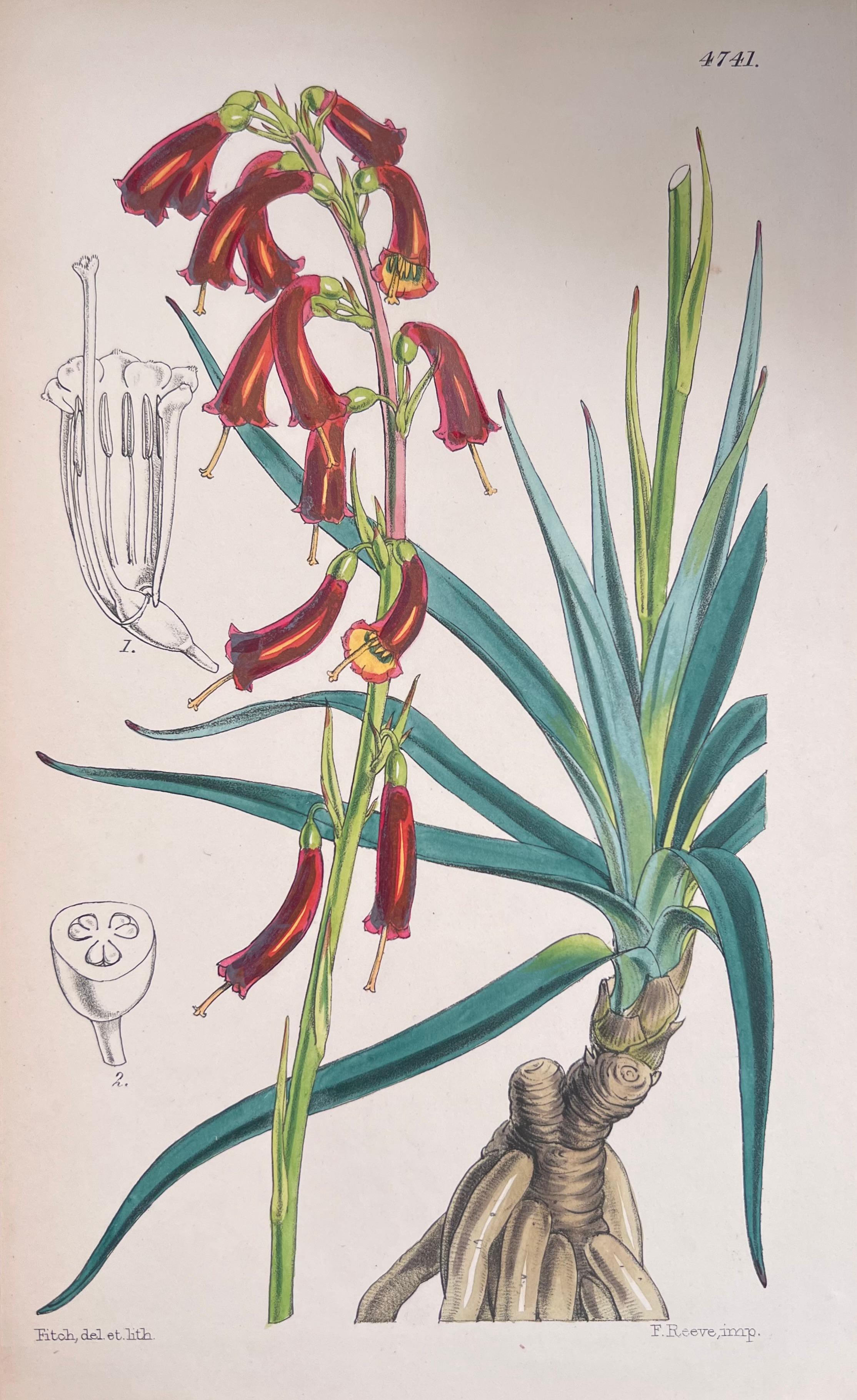 Satz von sechs feinen antiken britischen handkolorierten botanischen Drucken, um 1900 im Angebot 1