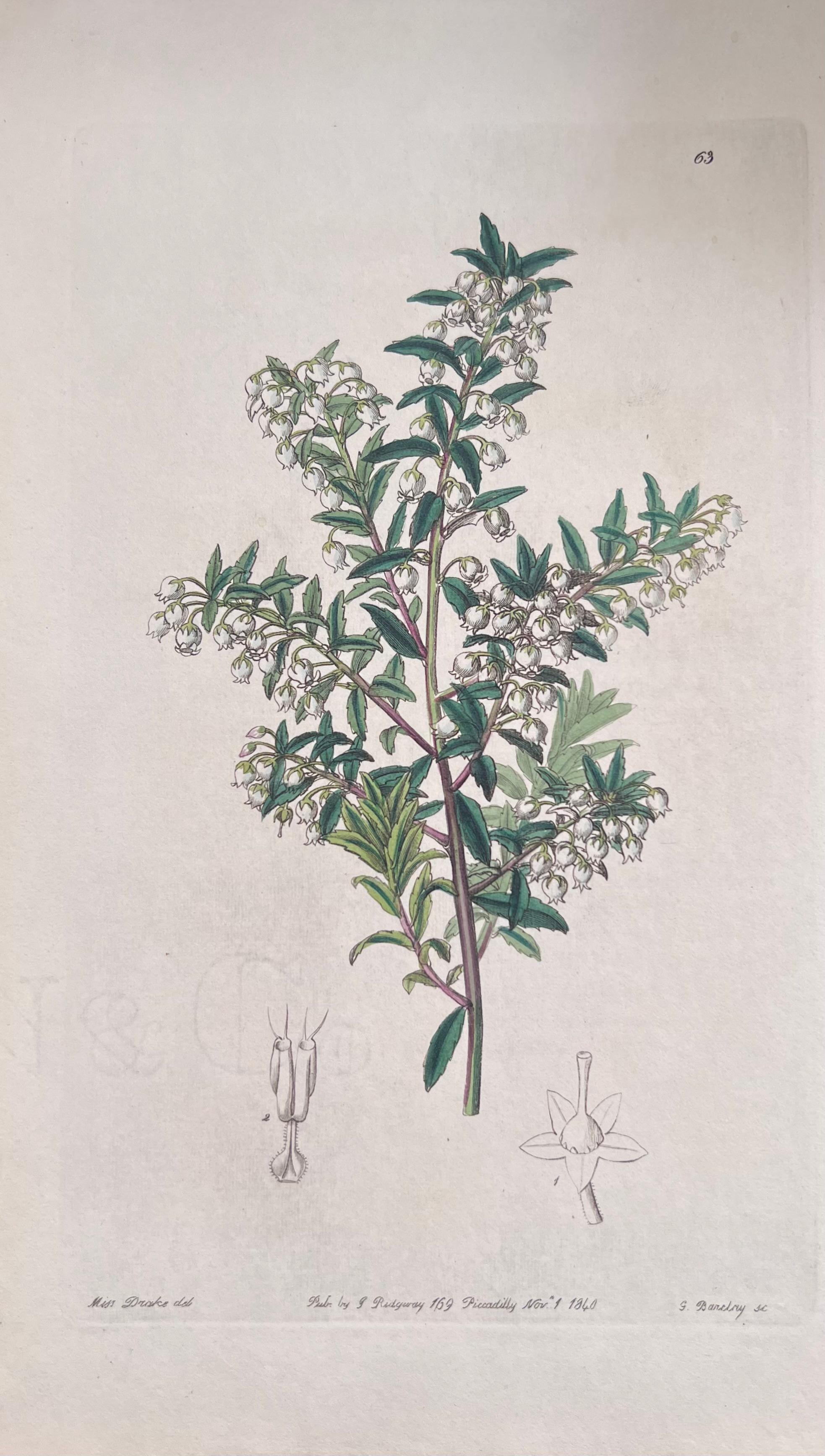 Satz von sechs feinen antiken britischen handkolorierten botanischen Drucken, um 1900 im Angebot 1