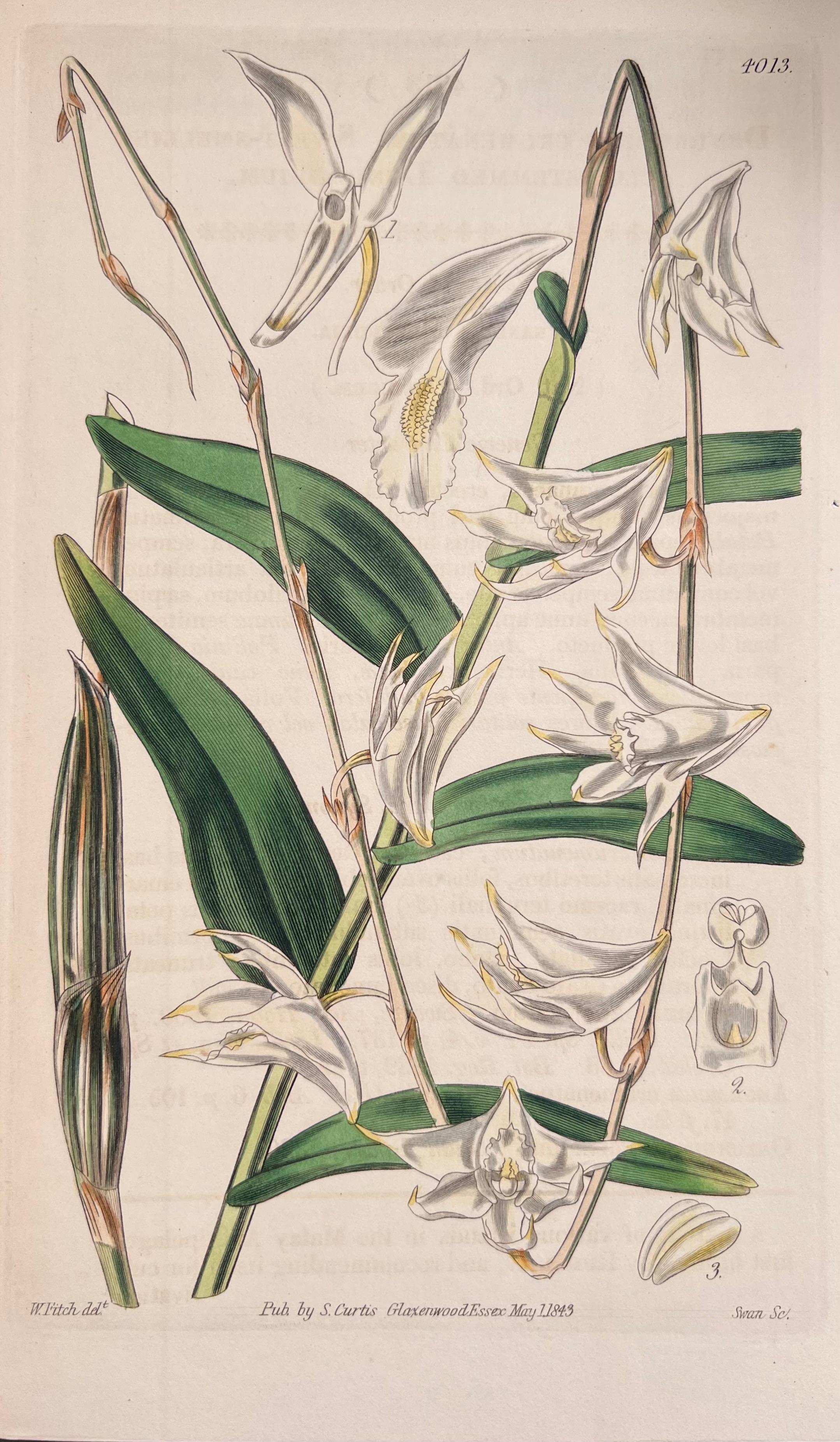 Satz von sechs feinen antiken britischen handkolorierten botanischen Drucken, um 1900 (Beige), Still-Life Print, von Unknown