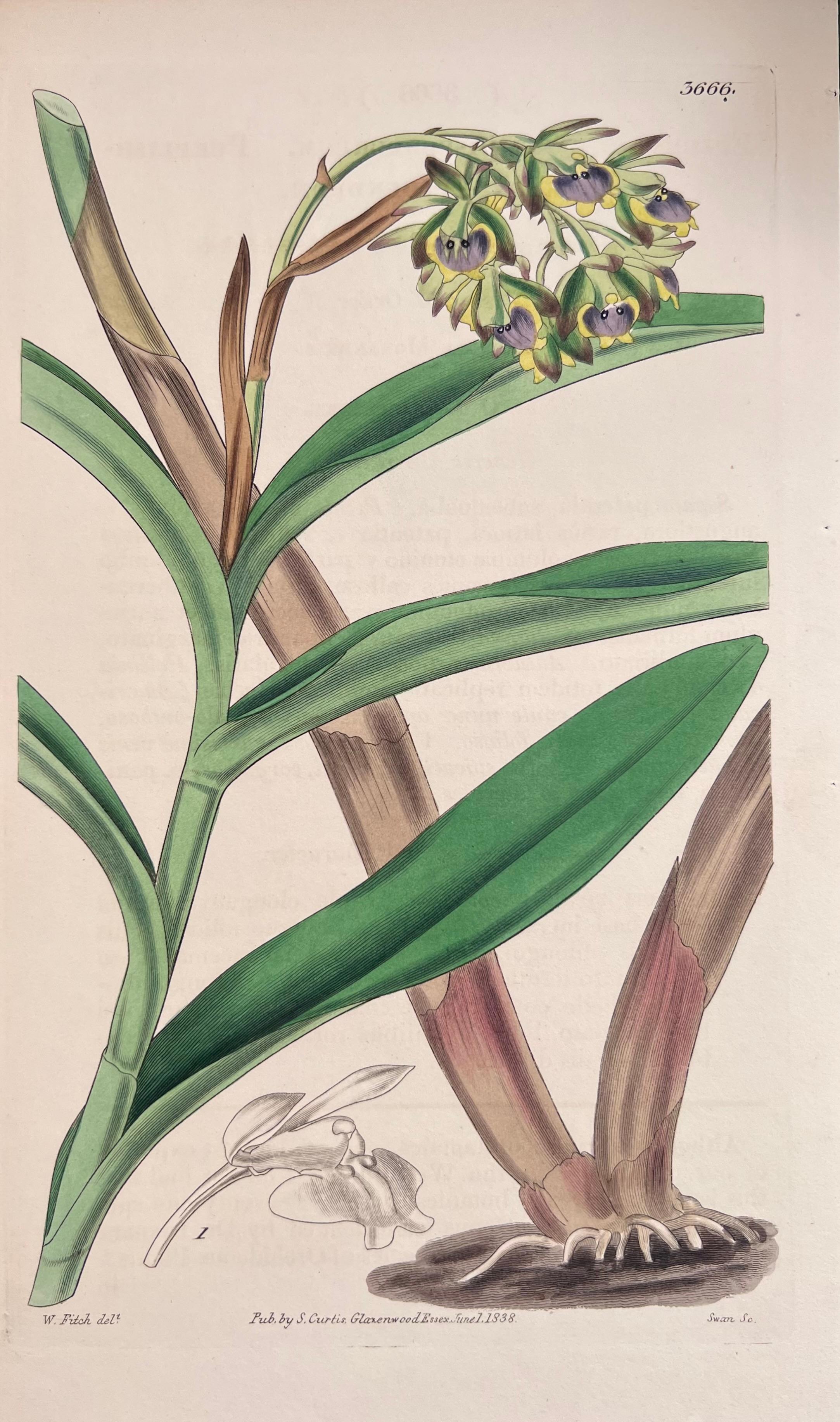 Set of Six Fine Antique British Hand Coloured Botanical Prints, circa 1900's For Sale 1