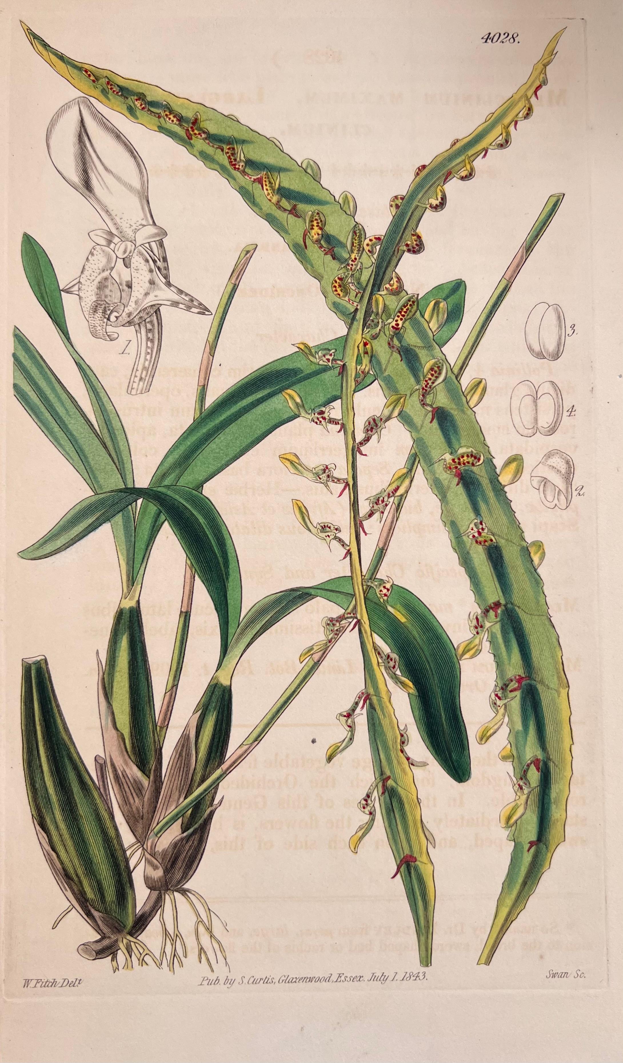 Set of Six Fine Antique British Hand Coloured Botanical Prints, circa 1900's For Sale 1
