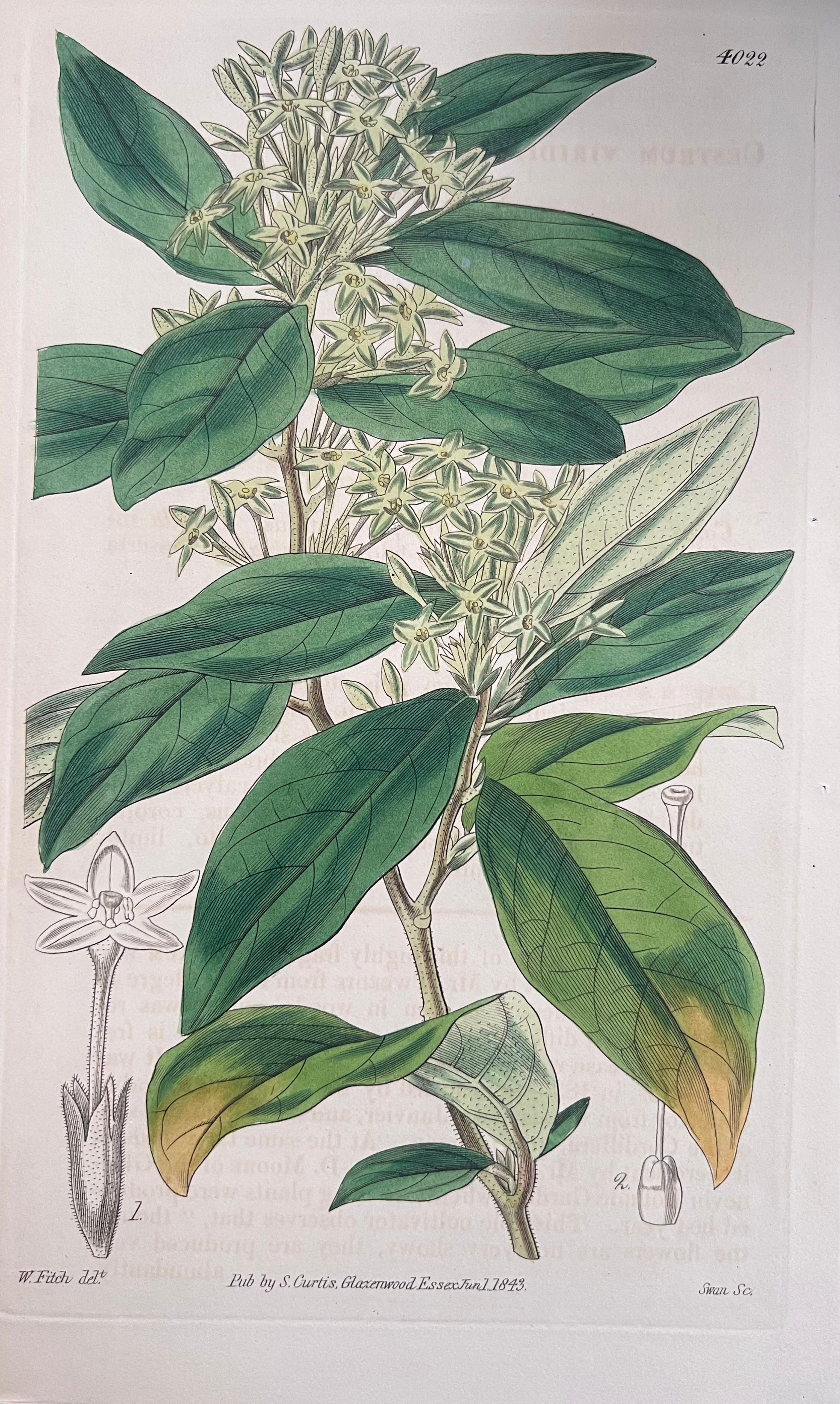 Set of Six Fine Antique British Hand Coloured Botanical Prints, circa 1900's For Sale 1