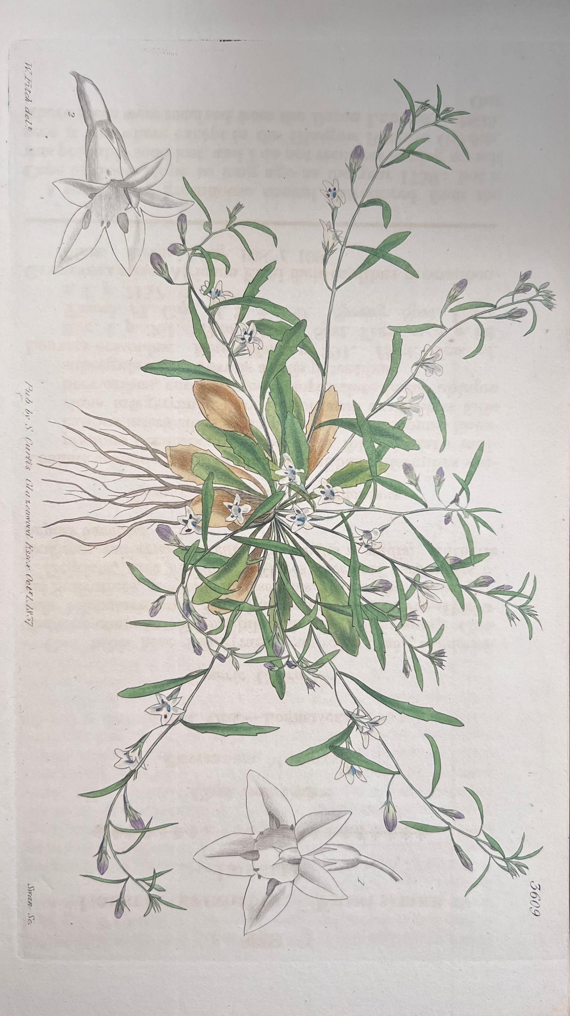 Set of Six Fine Antique British Hand Coloured Botanical Prints, circa 1900's For Sale 1