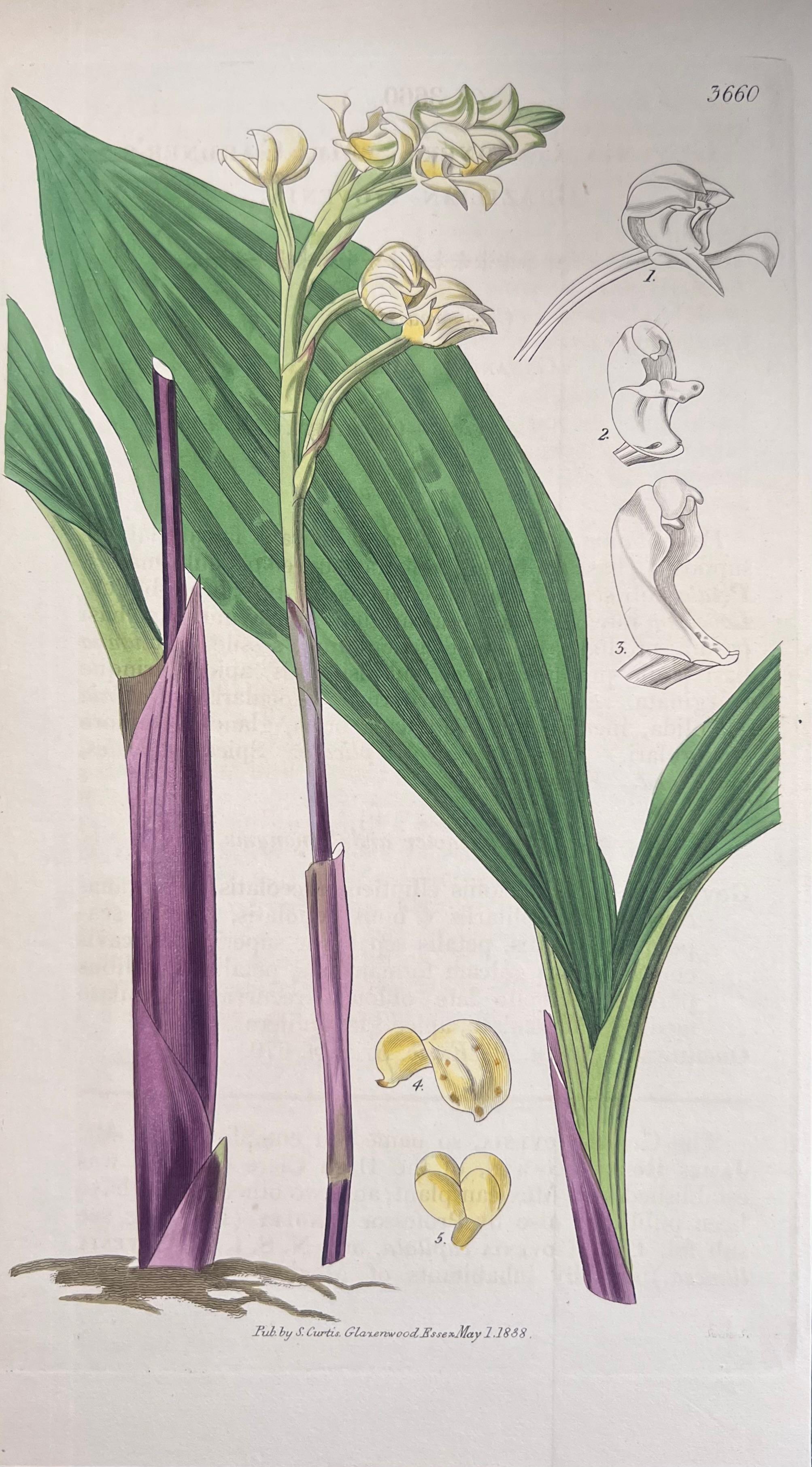 Set of Six Fine Antique British Hand Coloured Botanical Prints, circa 1900's For Sale 1