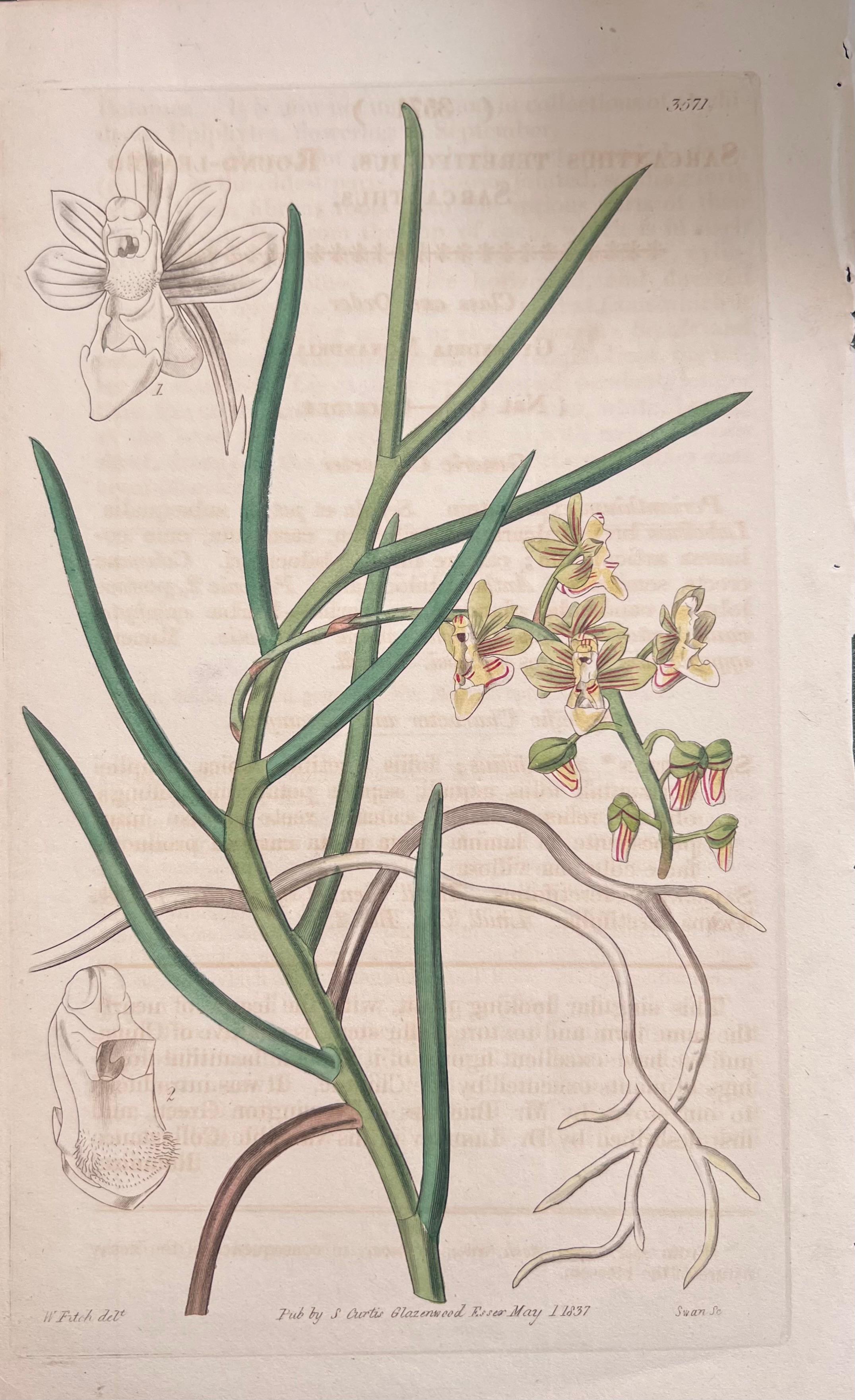 Set of Six Fine Antique British Hand Coloured Botanical Prints, circa 1900's For Sale 1