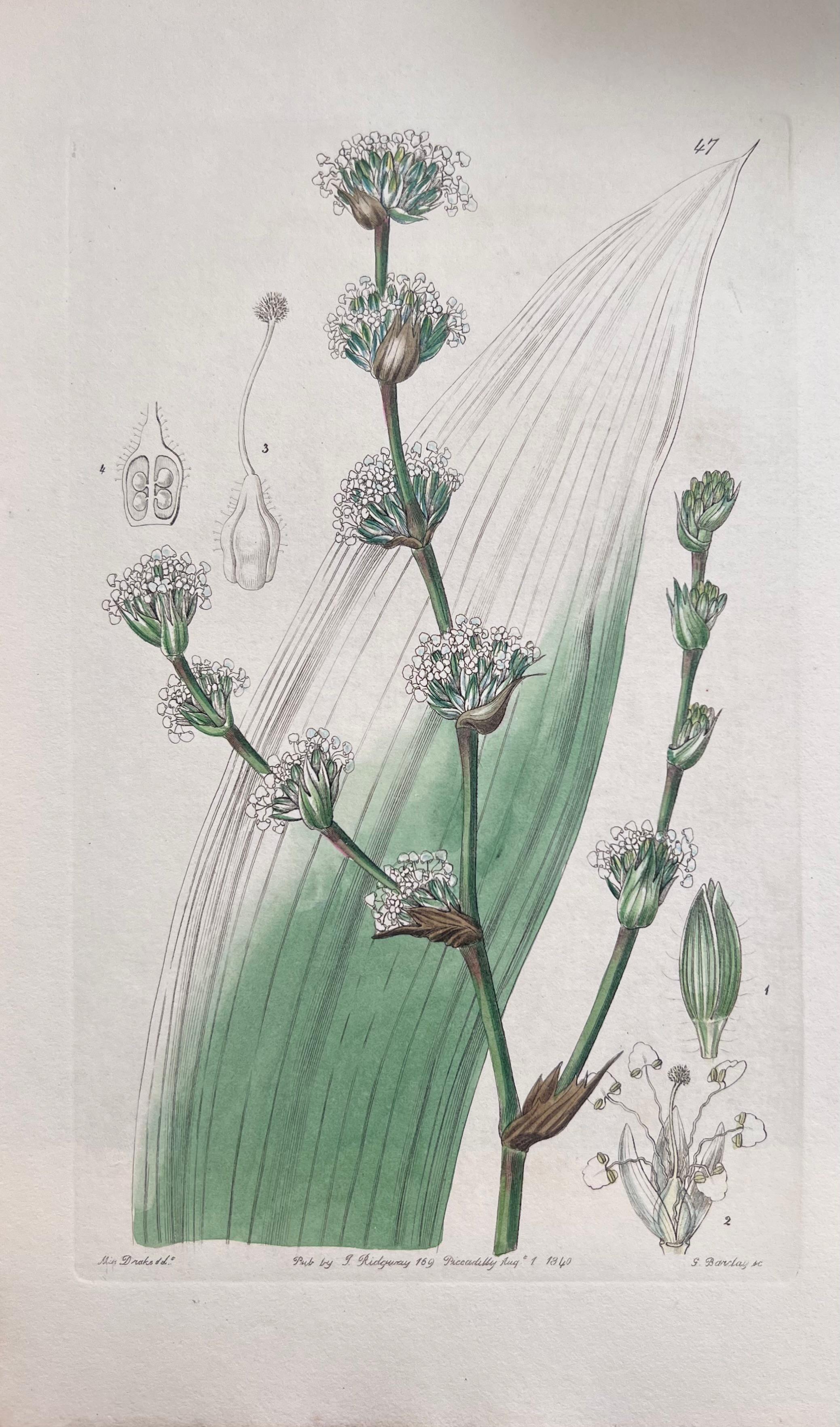 Set of Six Fine Antique British Hand Coloured Botanical Prints, circa 1900's For Sale 1