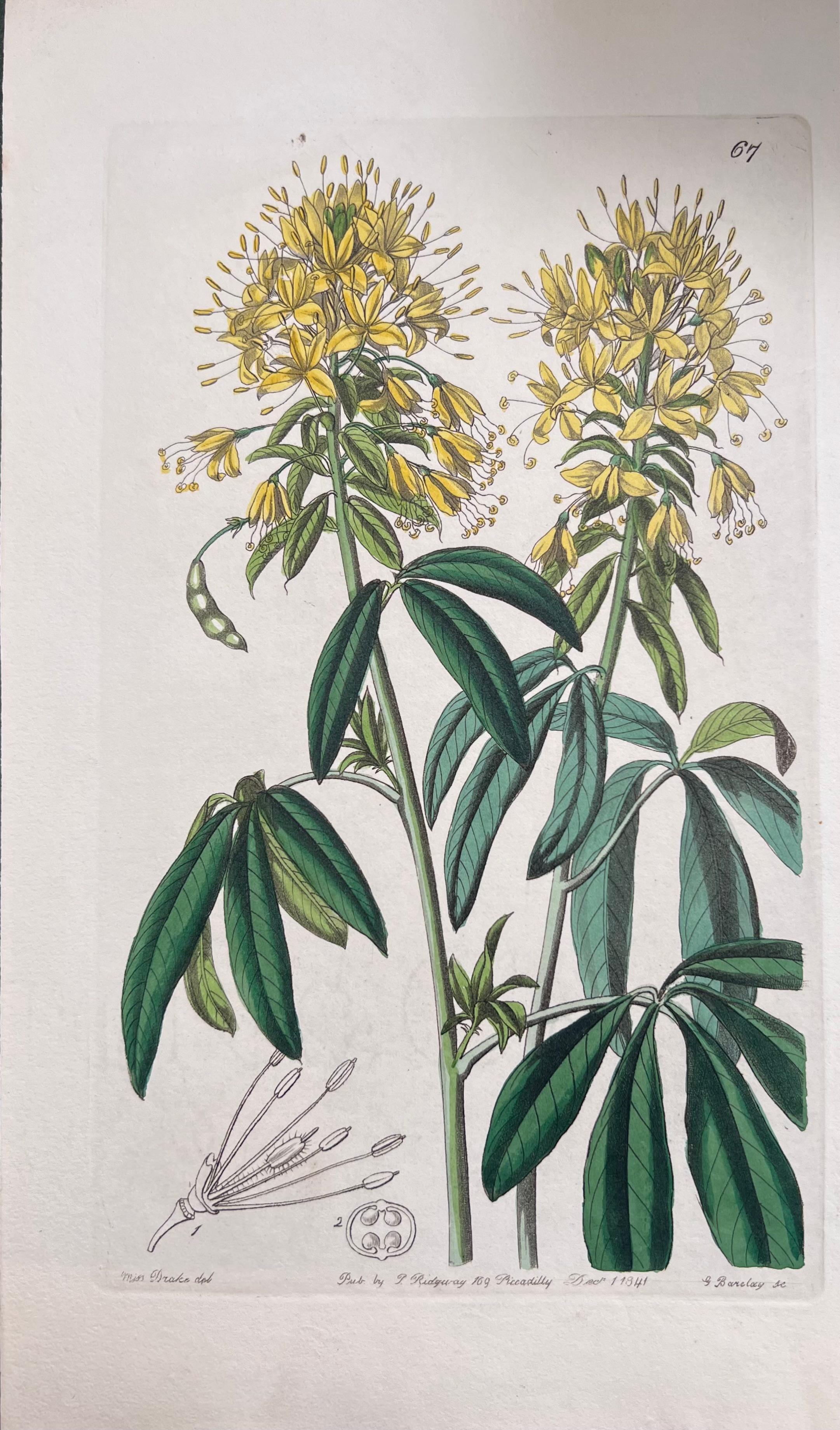 Set of Six Fine Antique British Hand Coloured Botanical Prints, circa 1900's For Sale 1