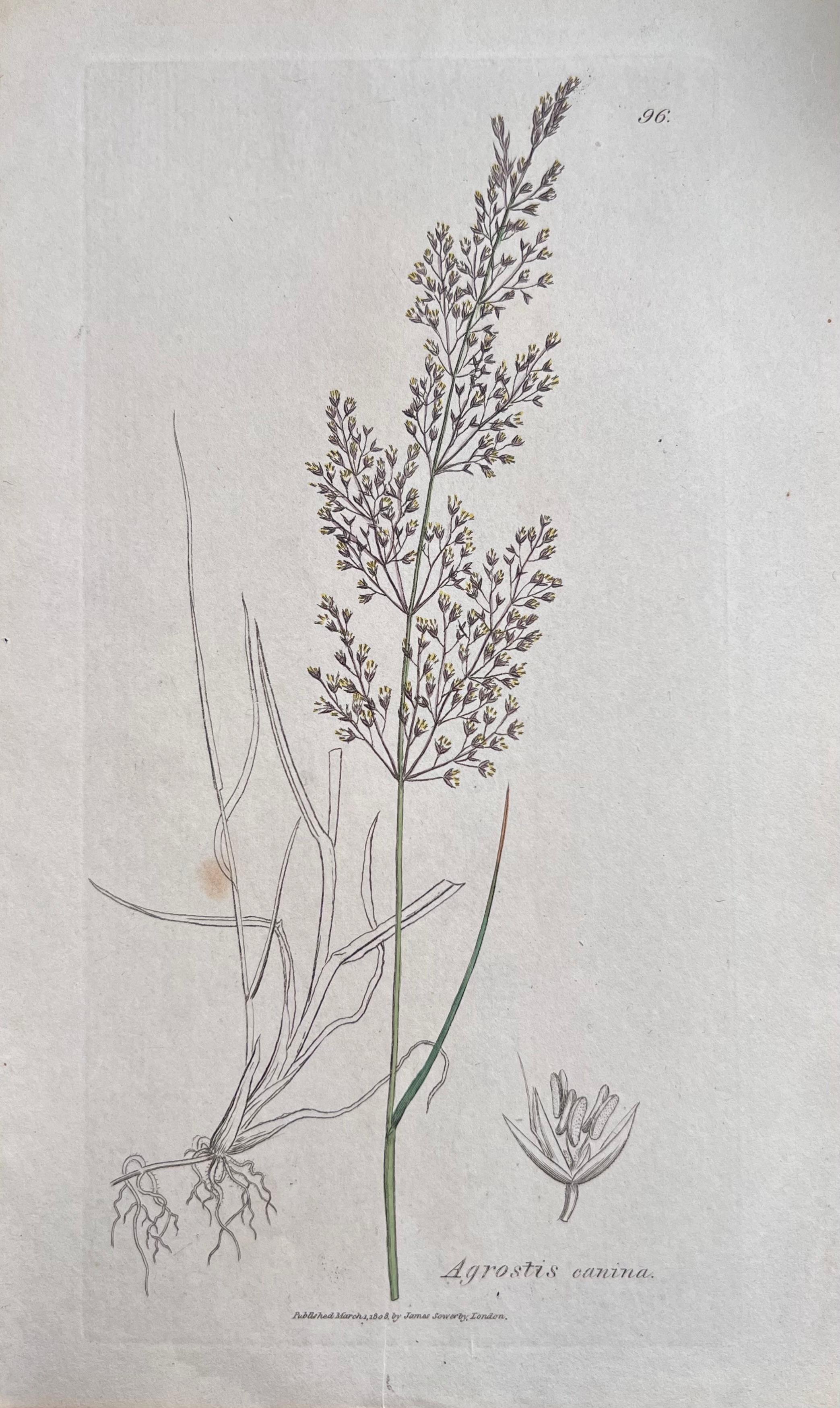 Set of Six Fine Antique British Hand Coloured Botanical Prints, circa 1900's For Sale 1