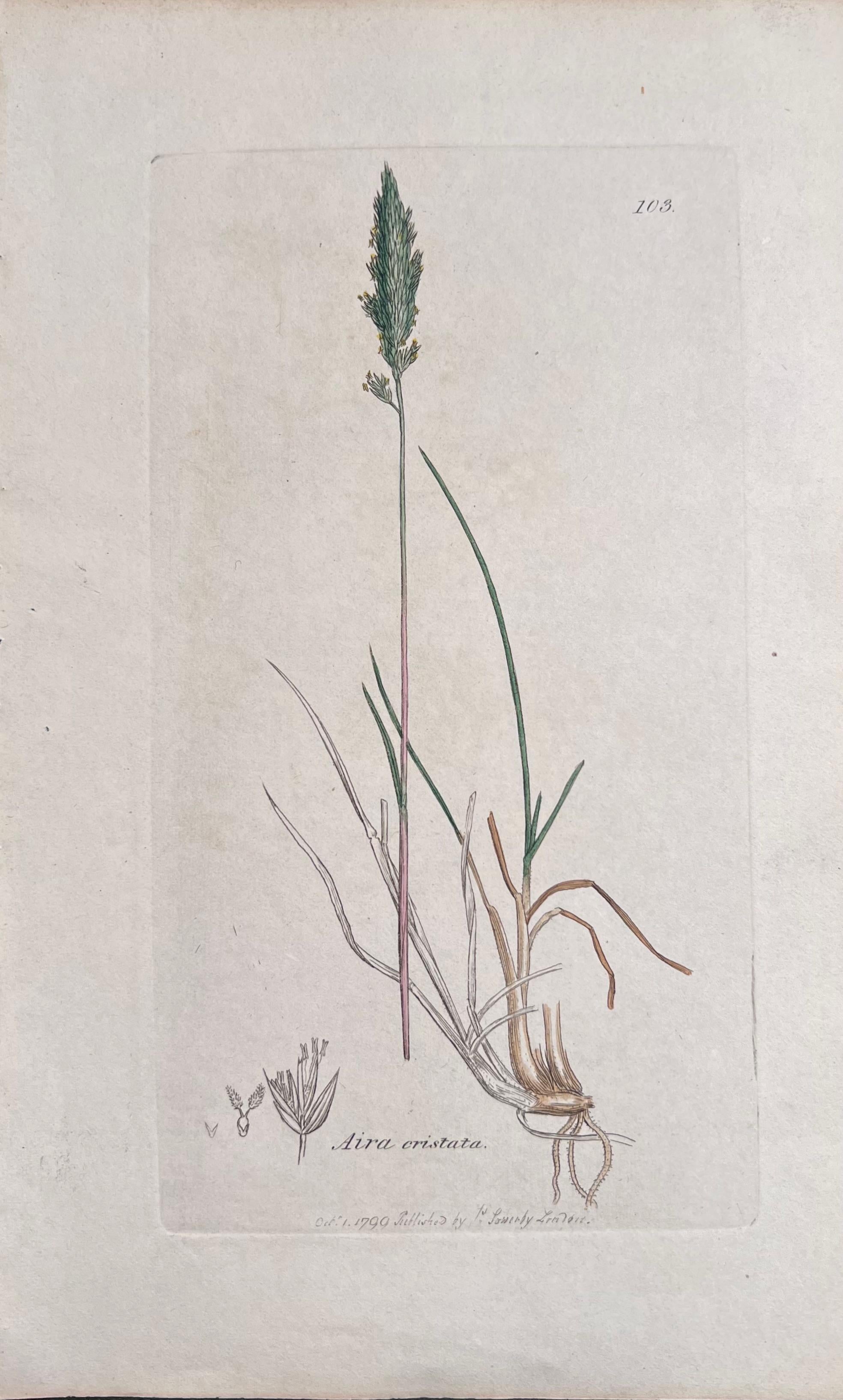 Set of Six Fine Antique British Hand Coloured Botanical Prints, circa 1900's For Sale 1